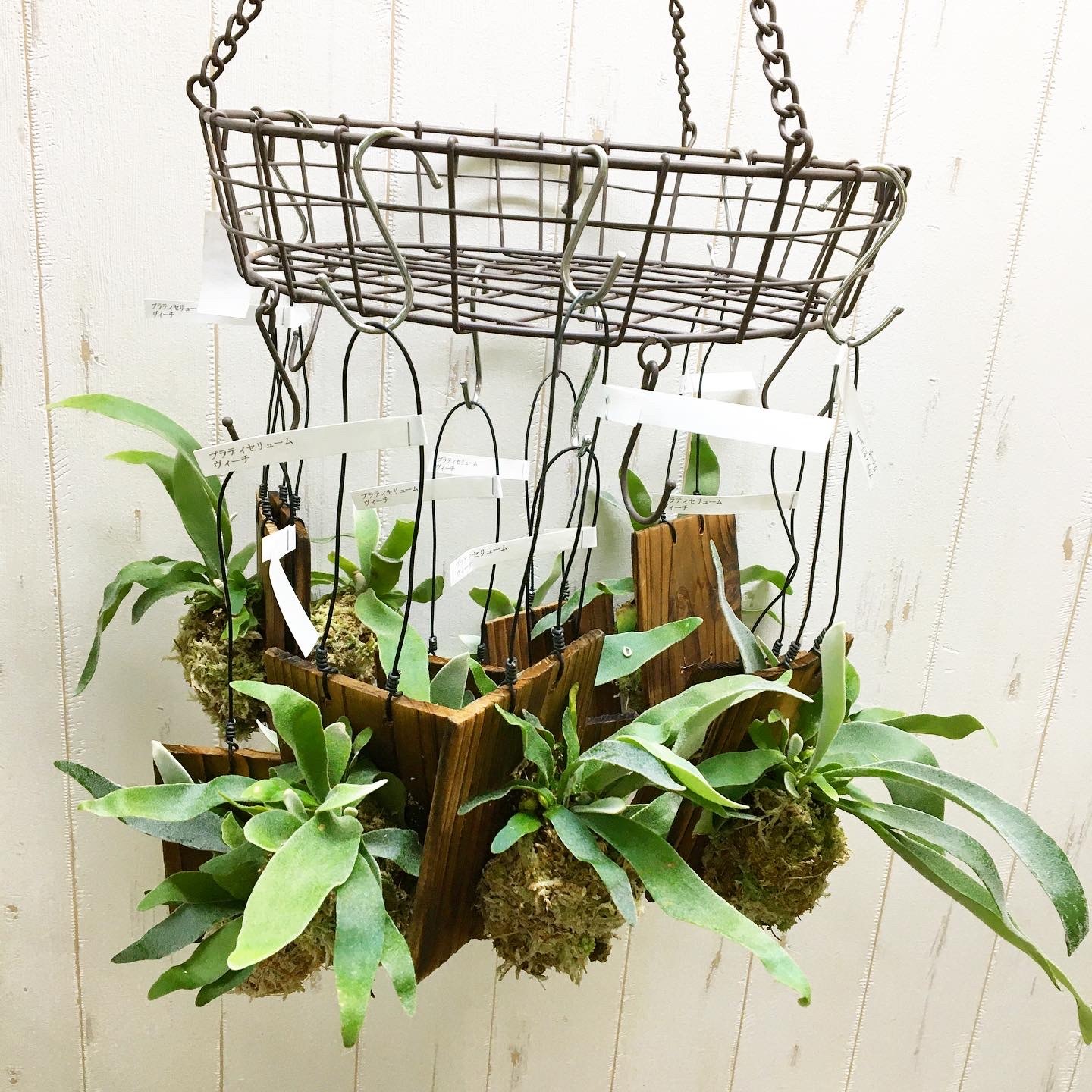 コウモリラン ビカクシダ ビーチー 板付 Plants Shop Olive