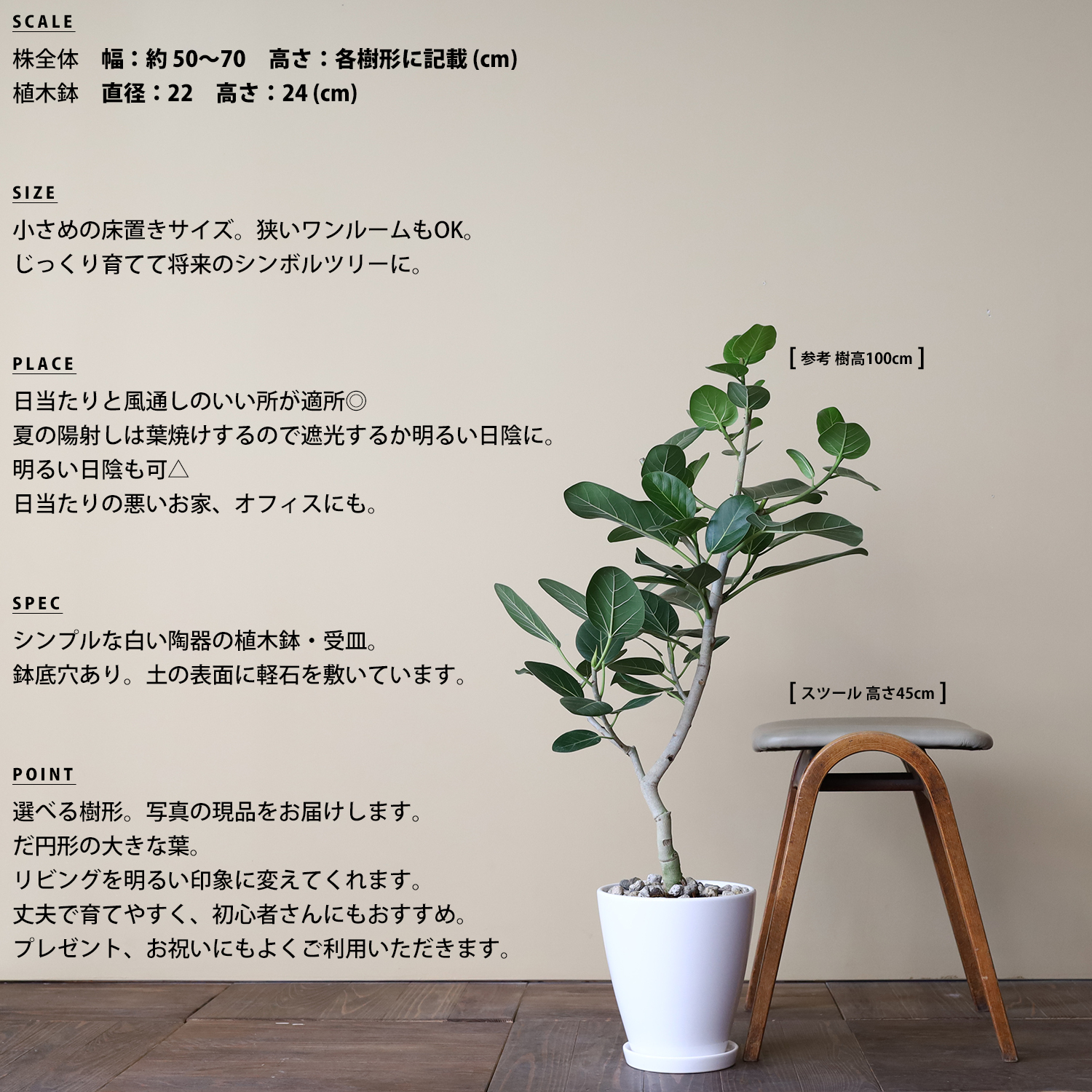 フィカス ベンガレンシス 観葉植物 おしゃれ ゴムの木 大型 リビング Ayanas アヤナス 観葉植物のセレクトショップ 通販