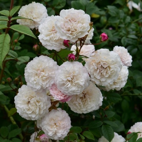 フェリシテ エ ペルペチュ 天空のバラ園 無農薬バラ苗 花苗 クレマチス ハーブ産直販売