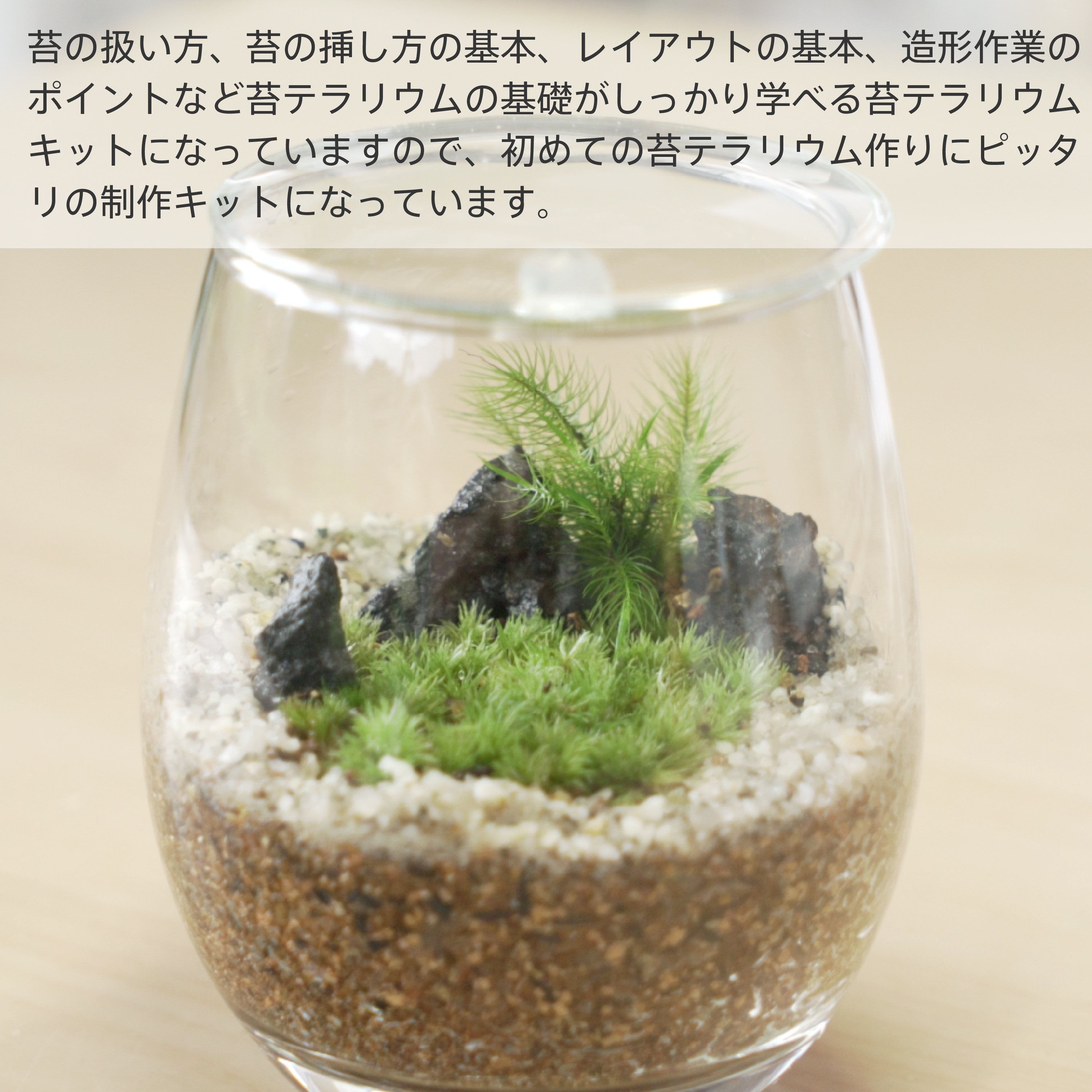 はじめての苔テラリウムにピッタリの作成キット 苔栽培とネット販売の西予苔園 せいよこけえん のオンラインショップ