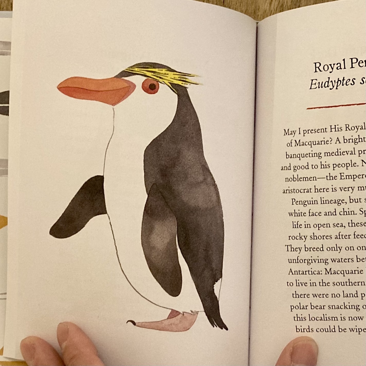 Penguins And Other Seabirds 素敵な洋書の絵本屋さん Read Leaf Books