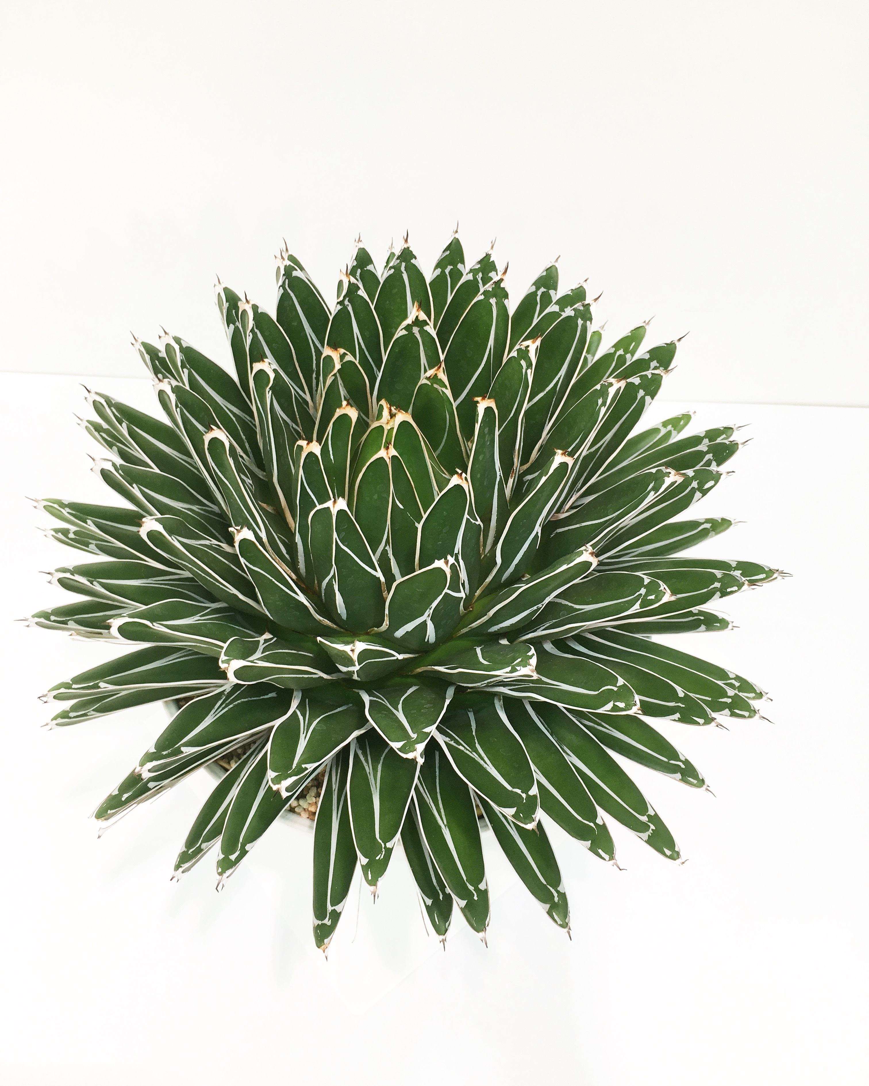 アガベ 笹の雪 Agave Victoria Reginae 1801 Spg For Sale