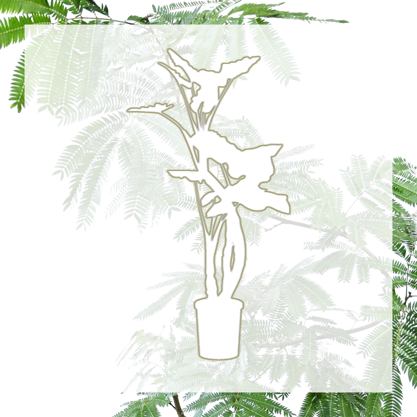 季節の観葉植物 10号鉢 Orchid Flowerworks