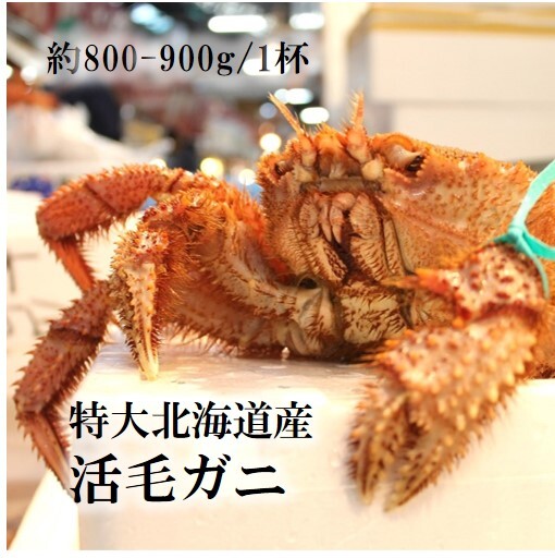 特大活毛ガニ 最高級品 北海道産 約800 900g 1杯 豊洲直送 贈答 グルメ 鮮魚 毛蟹 活毛ガニ800 900g 冷蔵 Okawari 豊洲直送の高級海産物をお届け