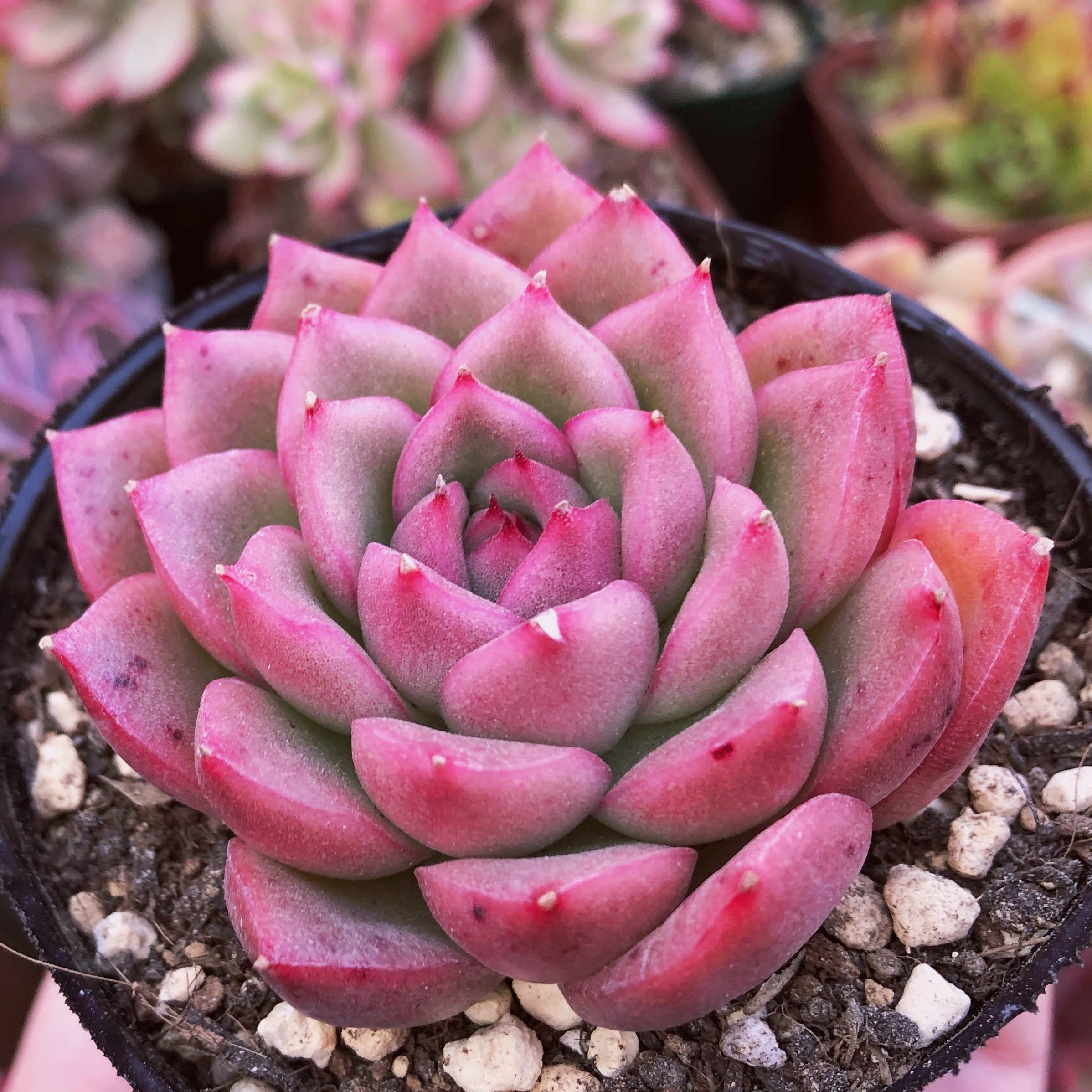 多肉植物 ピンクミモザ 美苗 るる農園 多肉植物専門 水曜より順次発送