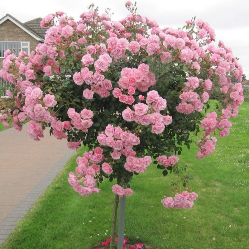 100cm台木 スタンダード 仕立て ロサ ルブリフォリア ロサ グラウカ Rosa Rubrifolia 天空のバラ園 無農薬バラ 苗 花苗 クレマチス ハーブ産直販売