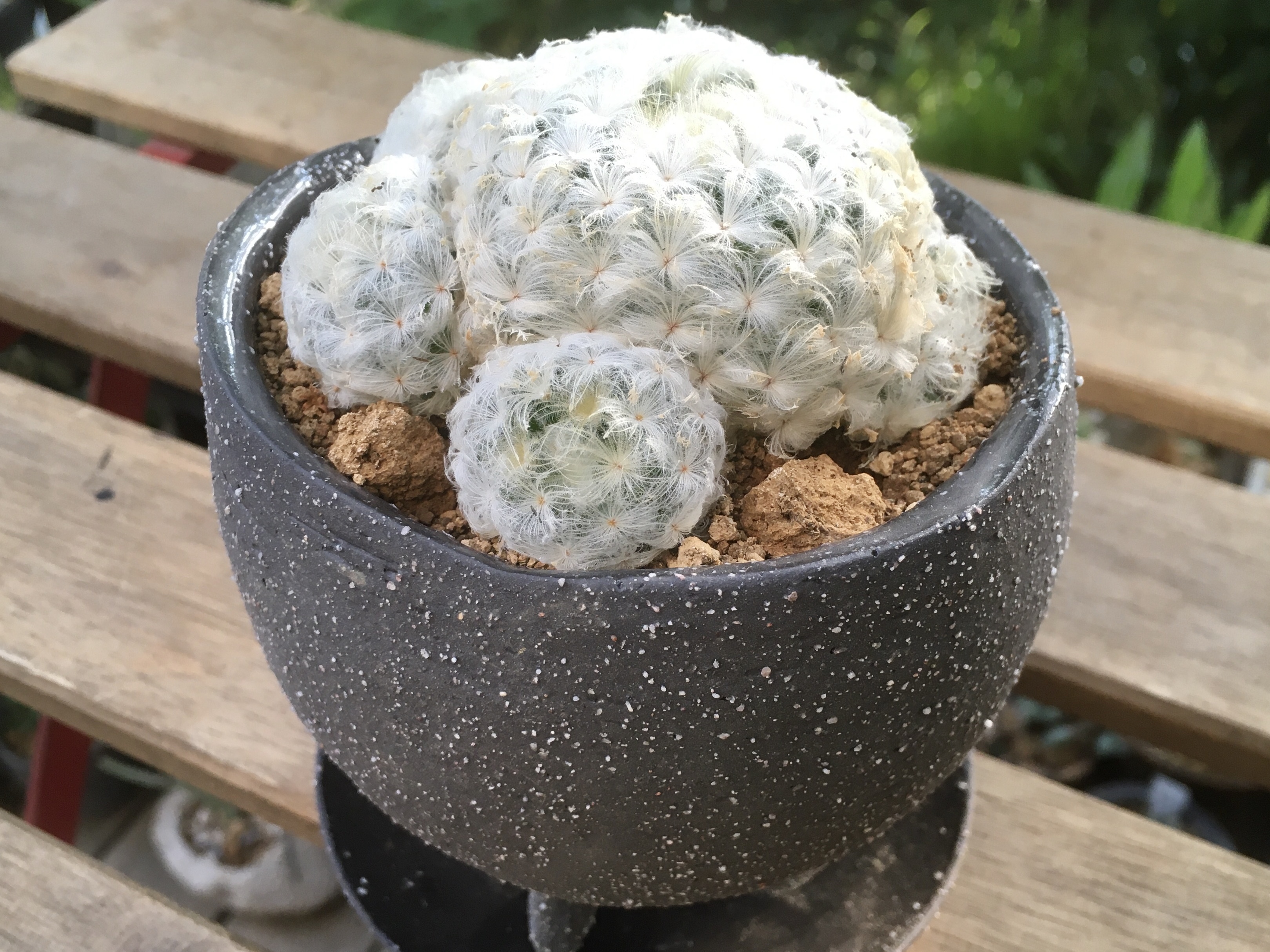 白星 シラボシ 多肉植物デイジーアンドビー