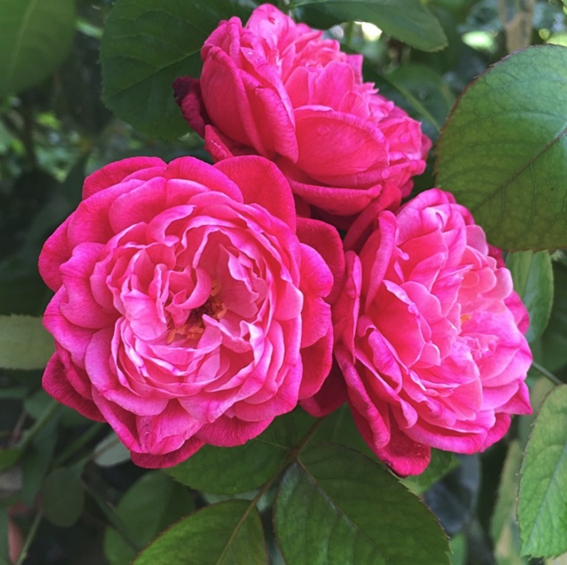 ルイ フィリップ 天空のバラ園 無農薬バラ苗 花苗 クレマチス ハーブ産直販売