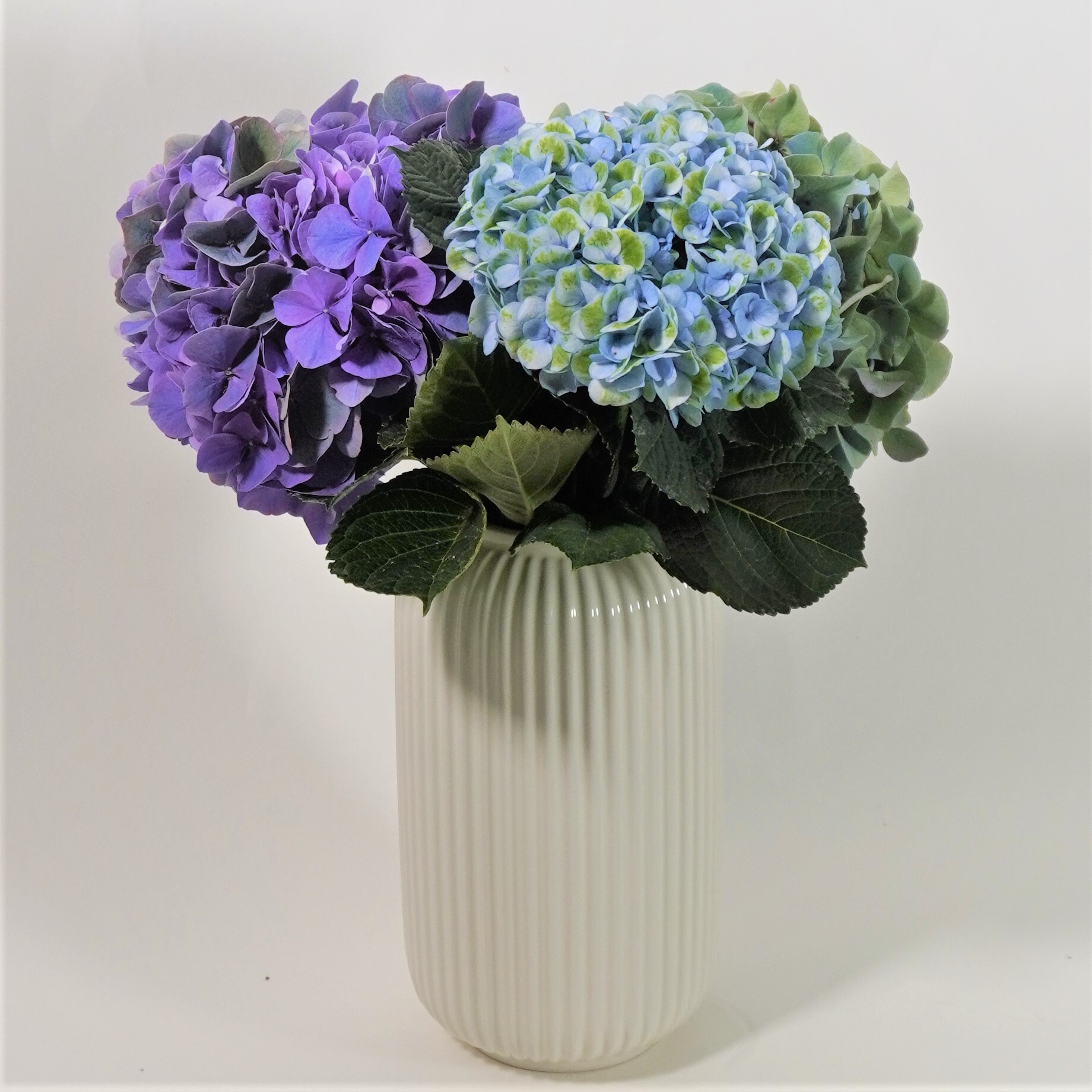 青木 良平さんから届く こだわりの紫陽花 Purple 送料込 よいはな Yoihana 最高品質のお花をお届けするネット通販