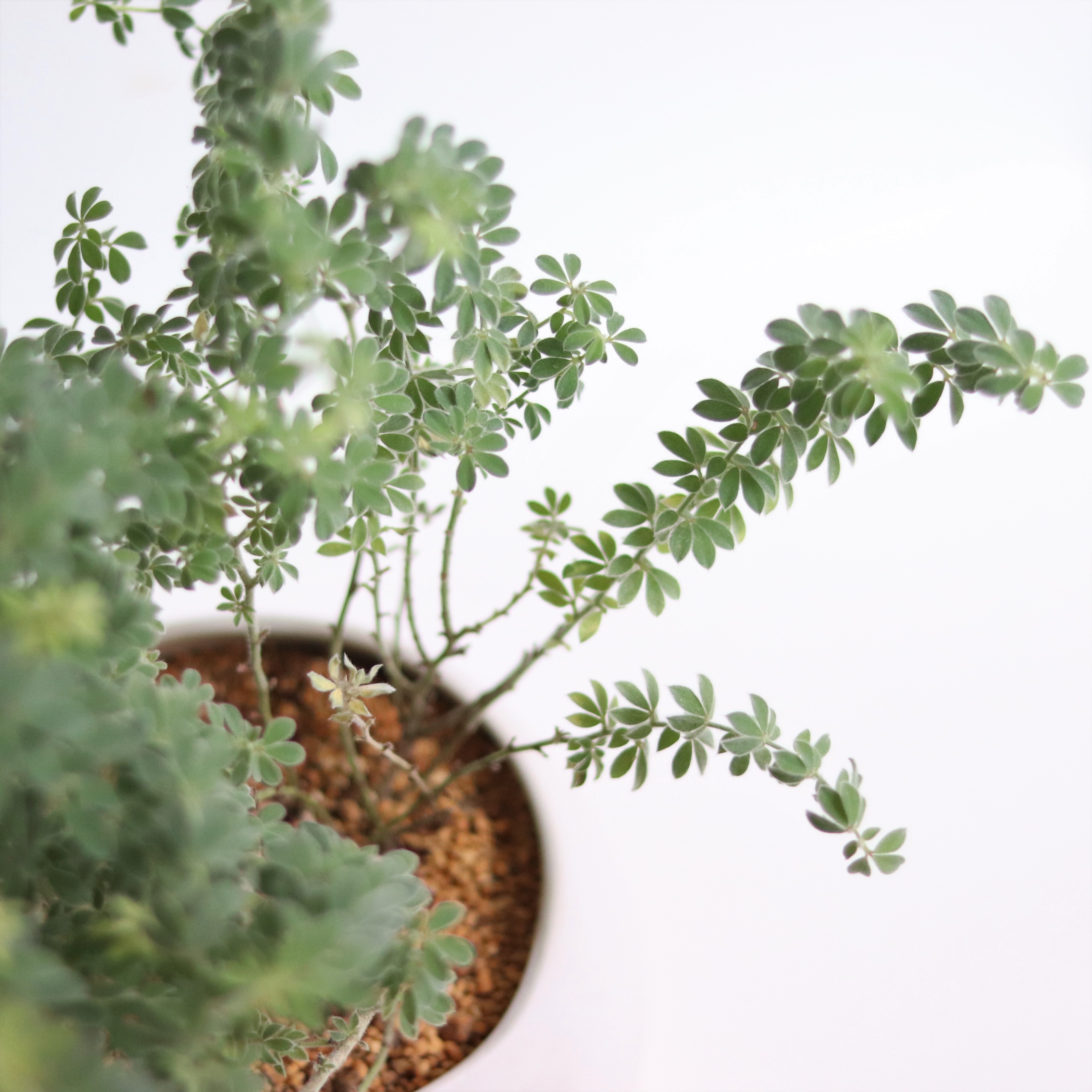 グリーン ロータス ブリムストーン ジーフラットインテリアショップ