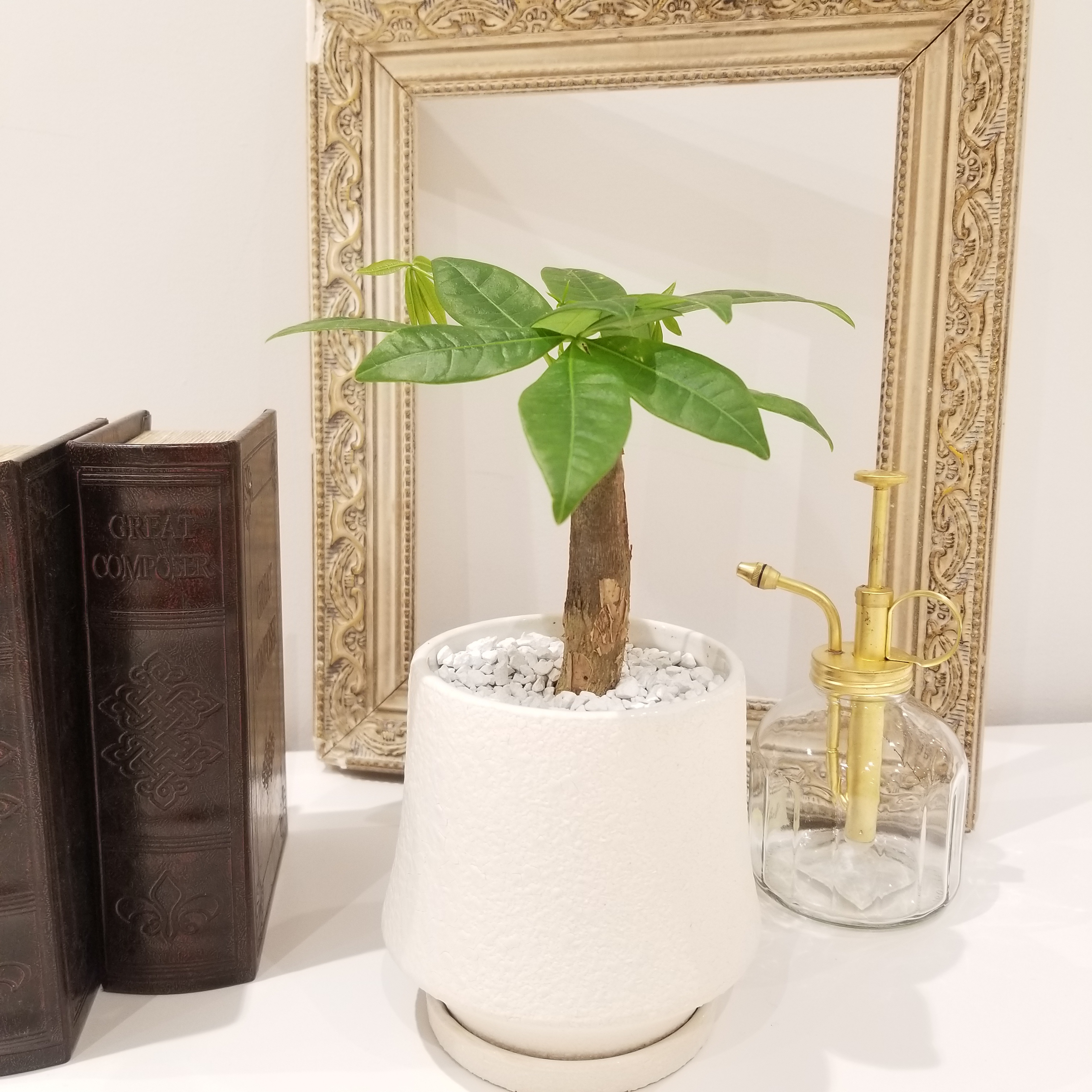 Foliage Plant パキラ 観葉植物 おすすめ 観葉植物 パキラ フラワーギフト専門店 Conoka Online Shop お花や観葉植物で記念日を彩る