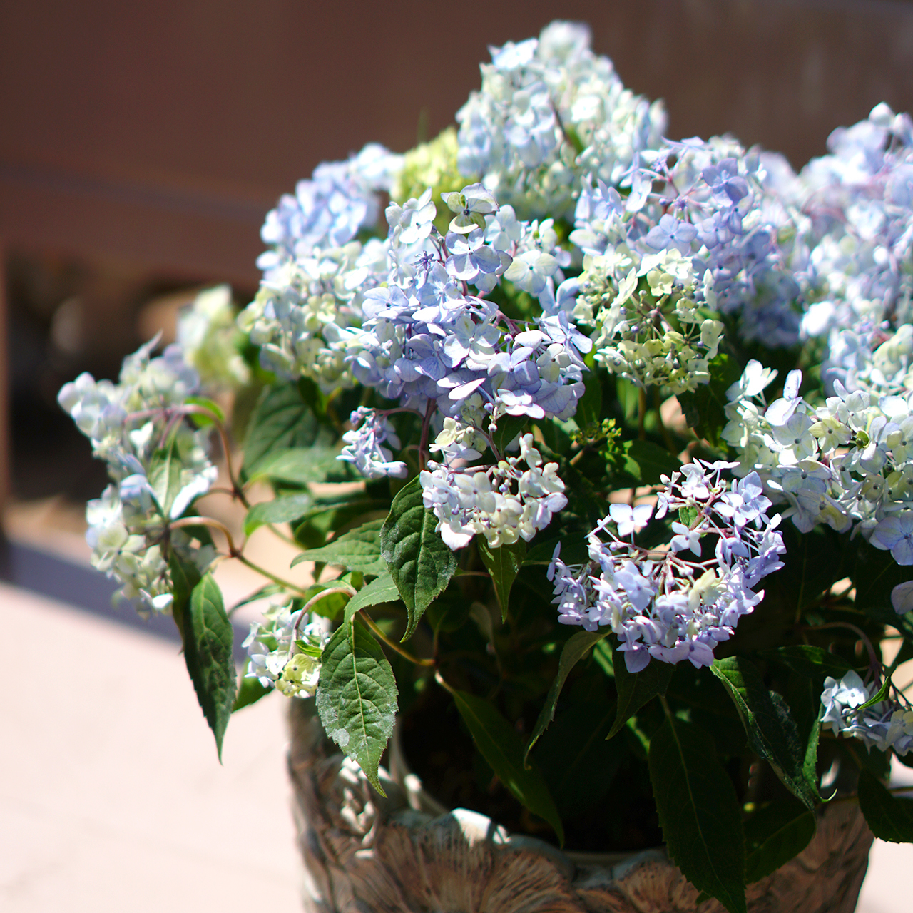 吉岡麗子さんの山紫陽花 ライトパープル Plants Shanty Rin