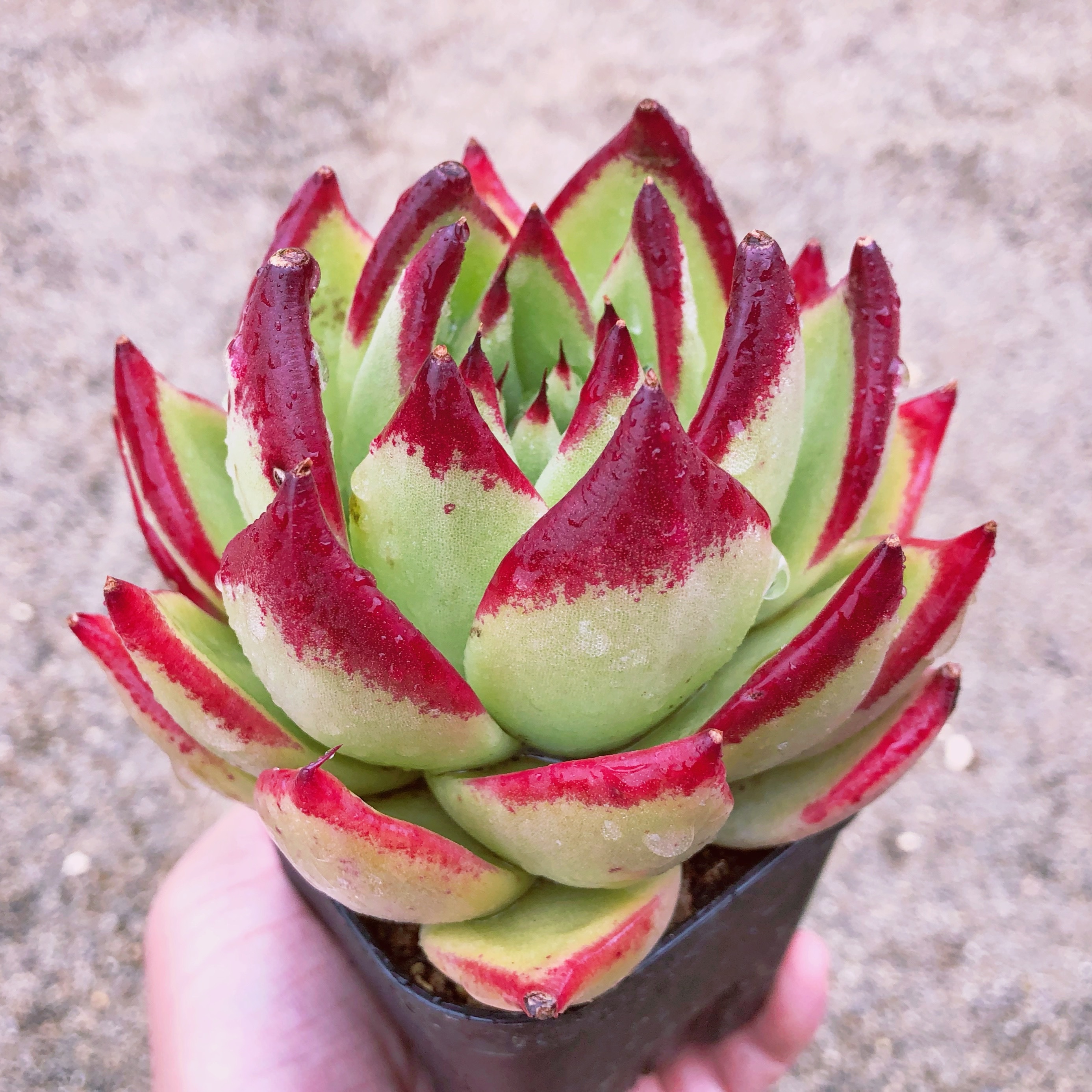 多肉植物 マリアxルビン 大苗 るる農園 多肉植物専門 タグランダム発送