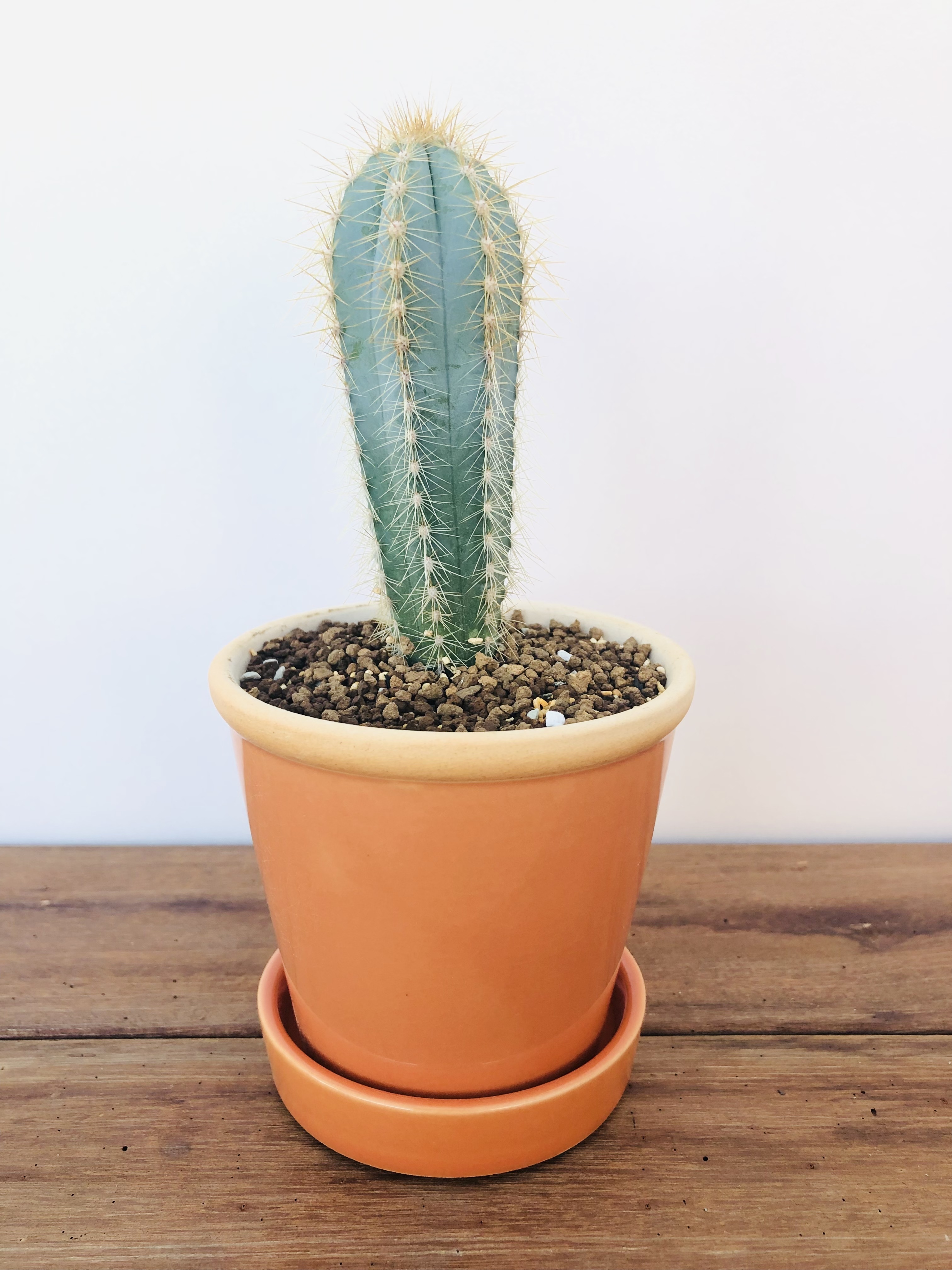 Pilosocereus ピロソケレウス アズレウス 金青閣 サボテン Plants Maru ー 多肉植物 サボテン 園芸グッズのお店 ー