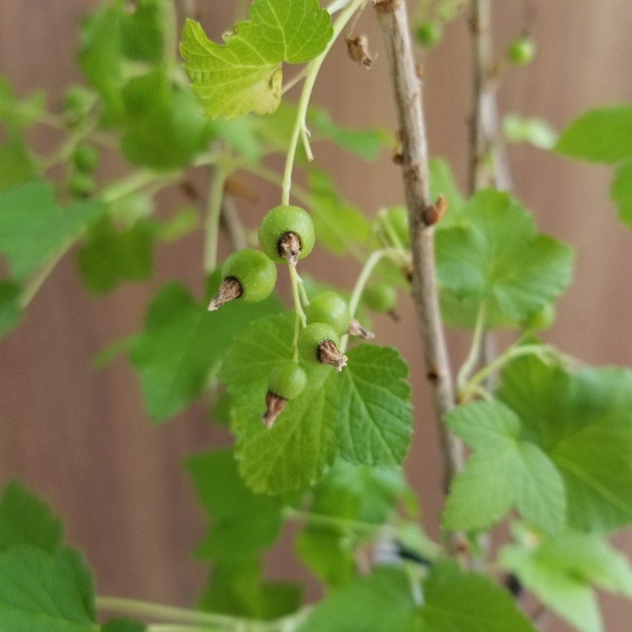 一点もの カシス 庭木 カシス苗木 ギフト 植物 ギフト 黒フサスグリ 果実 苗木 ブラックカーラント フラワーギフト専門店 Conoka Online Shop お花や観葉植物で記念日を彩る