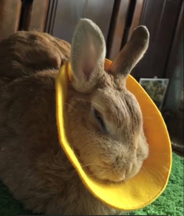 Chouchouうさぎ用品大阪オリジナル うさぎ用エリザベスカラー うさぎ用品 去勢避妊手術後保護 傷舐め防止 Chou Chou シュシュ うさぎ用品