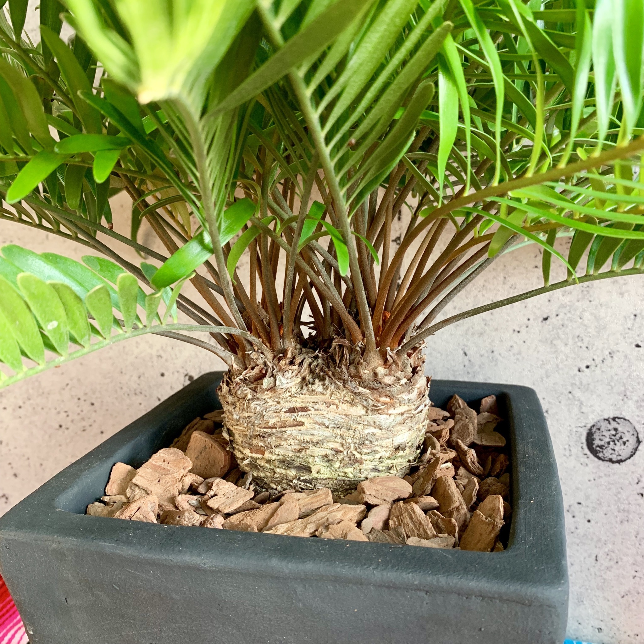 ザミア フロリダーナ 珍しい双頭タイプ 送料込み Planet Plants プラネットプランツ