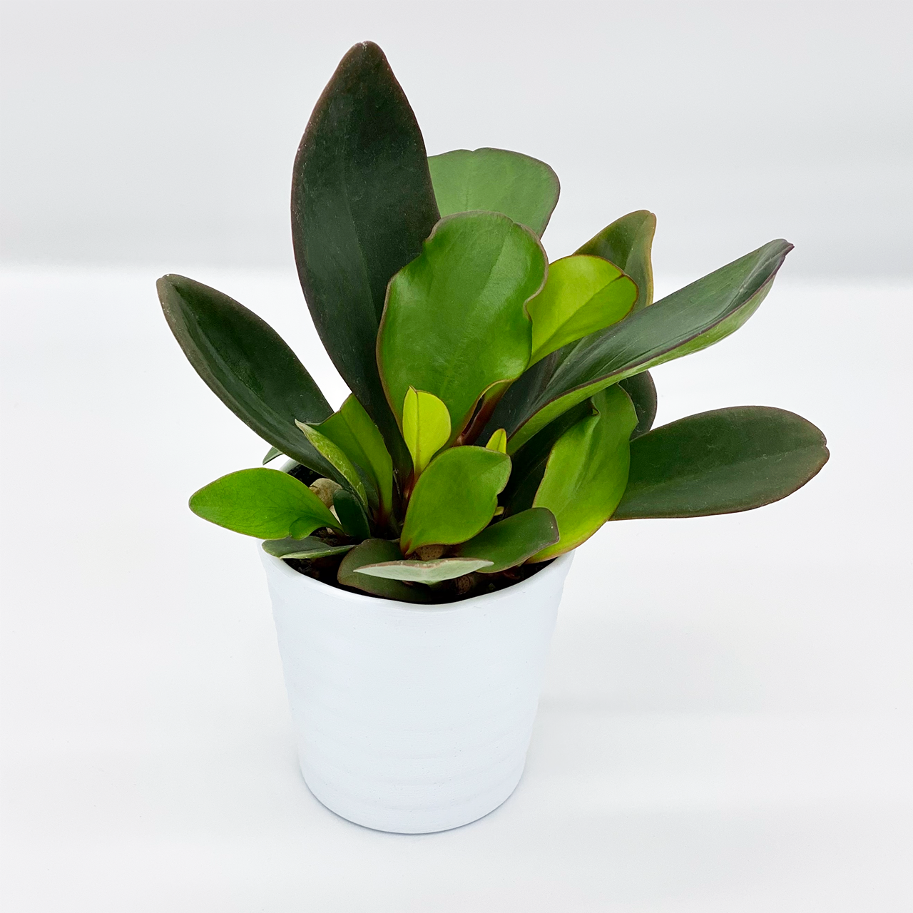 ２７ ペペロミア Ina工藝 Inakougei 観葉植物 多肉 園芸雑貨