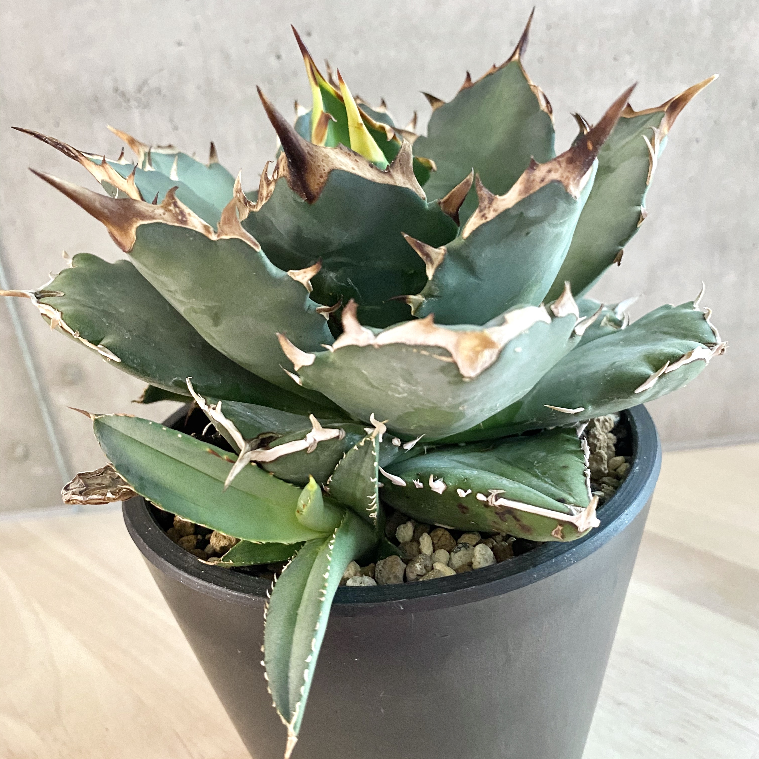 アガベ Agave Titanota Oteroi アガベ チタノタ オテロイ 子株2つ付き 観葉植物 多肉植物 インテリア 鉢込み発送 発根済 美株 Listycagave