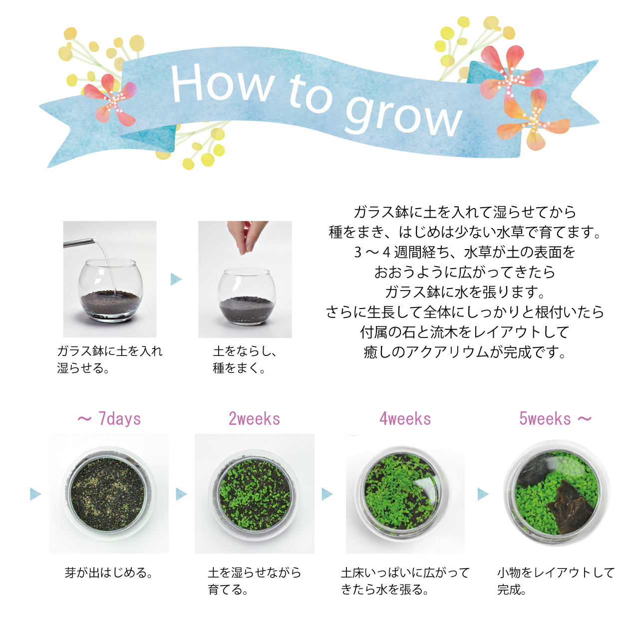 プレゼント 種から育てる水草 L 選べるメッセージカード付き 誕生日 アクアリウム Tiamobridal