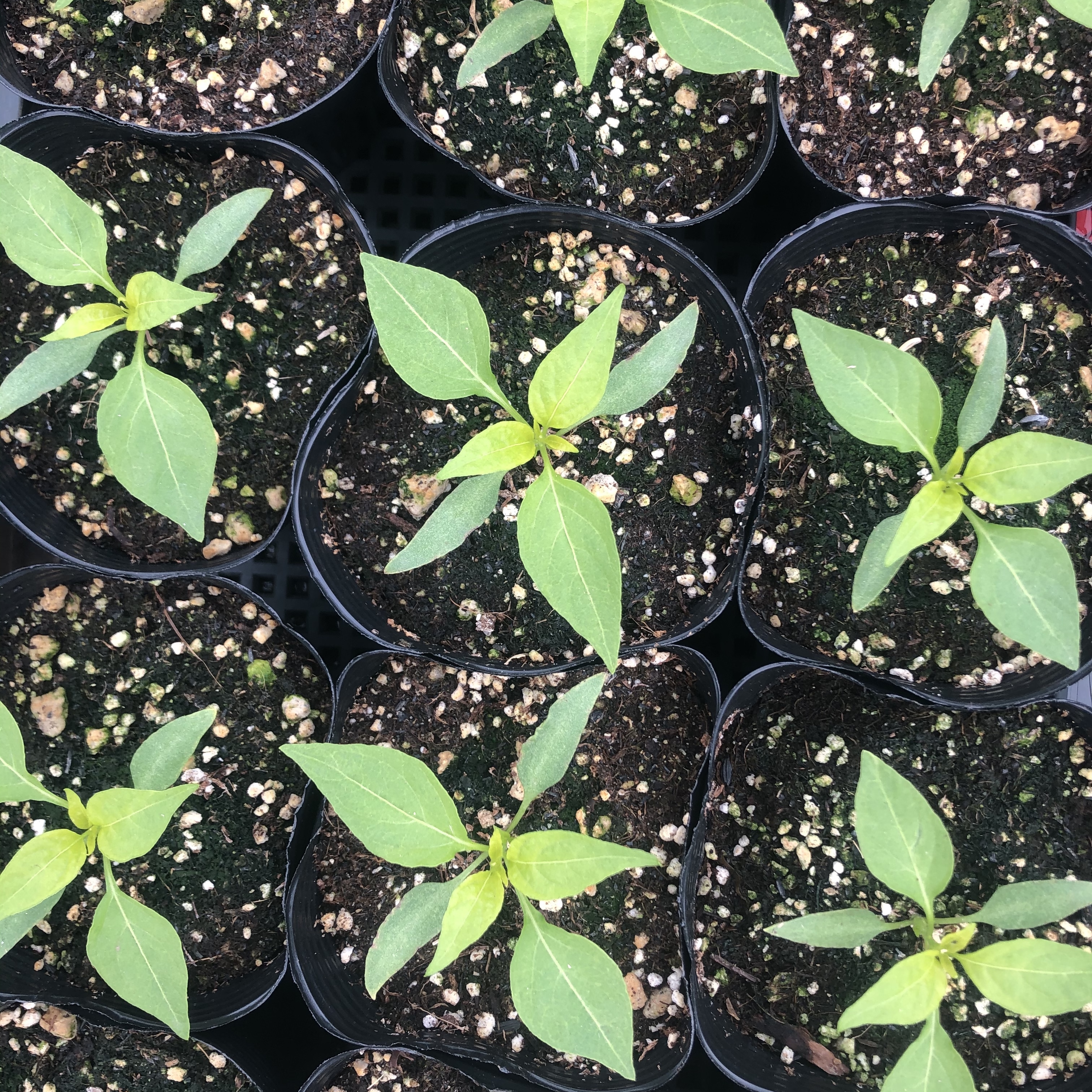 シシトウの苗 8株 万願寺唐辛子 小さな農園 イトナミ