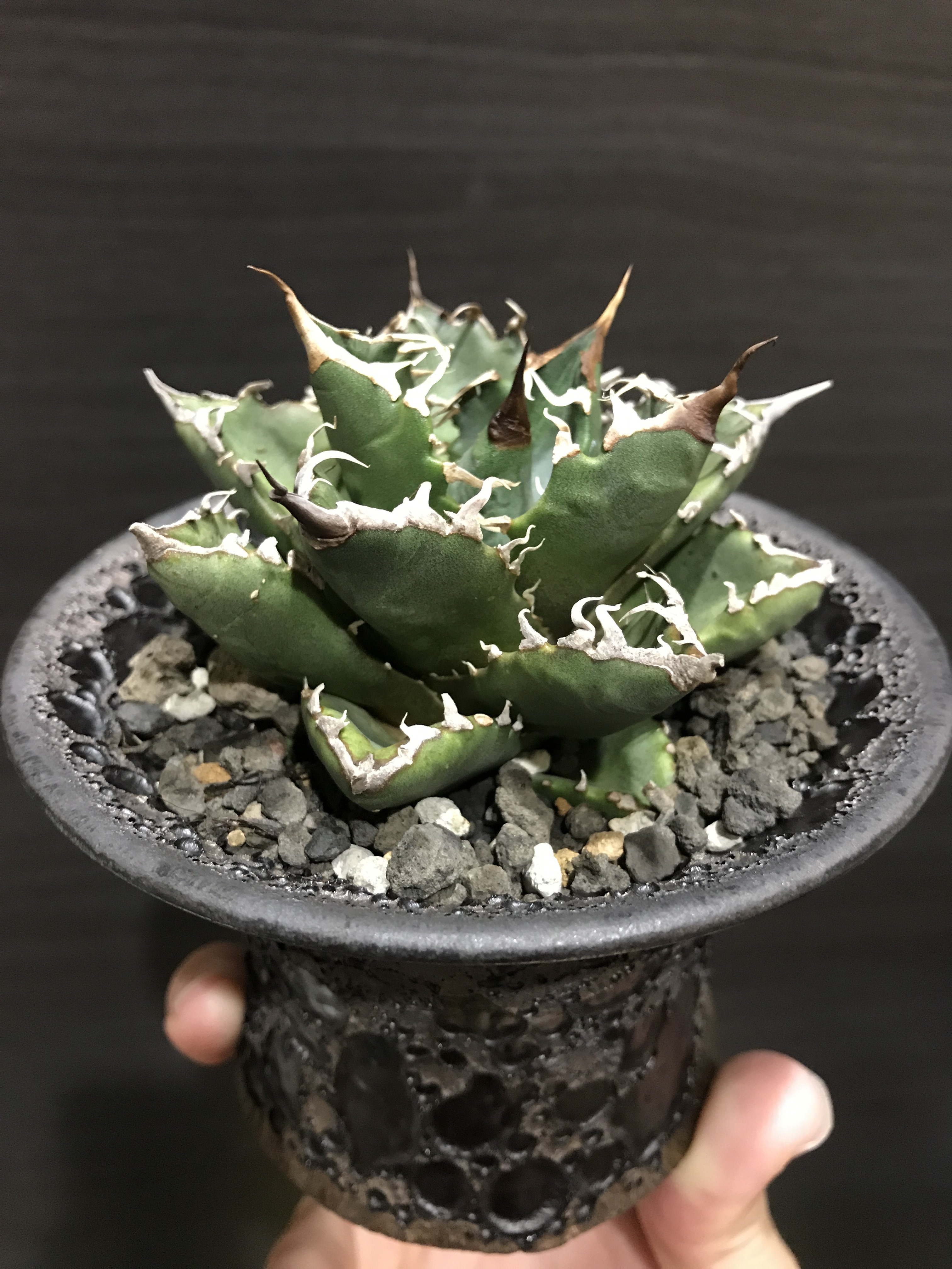 アガベ チタノタ Fo76 ドワーフタイプ アガベ全般 アガベチタノタ小売 卸 育て方 陶器鉢の販売osp