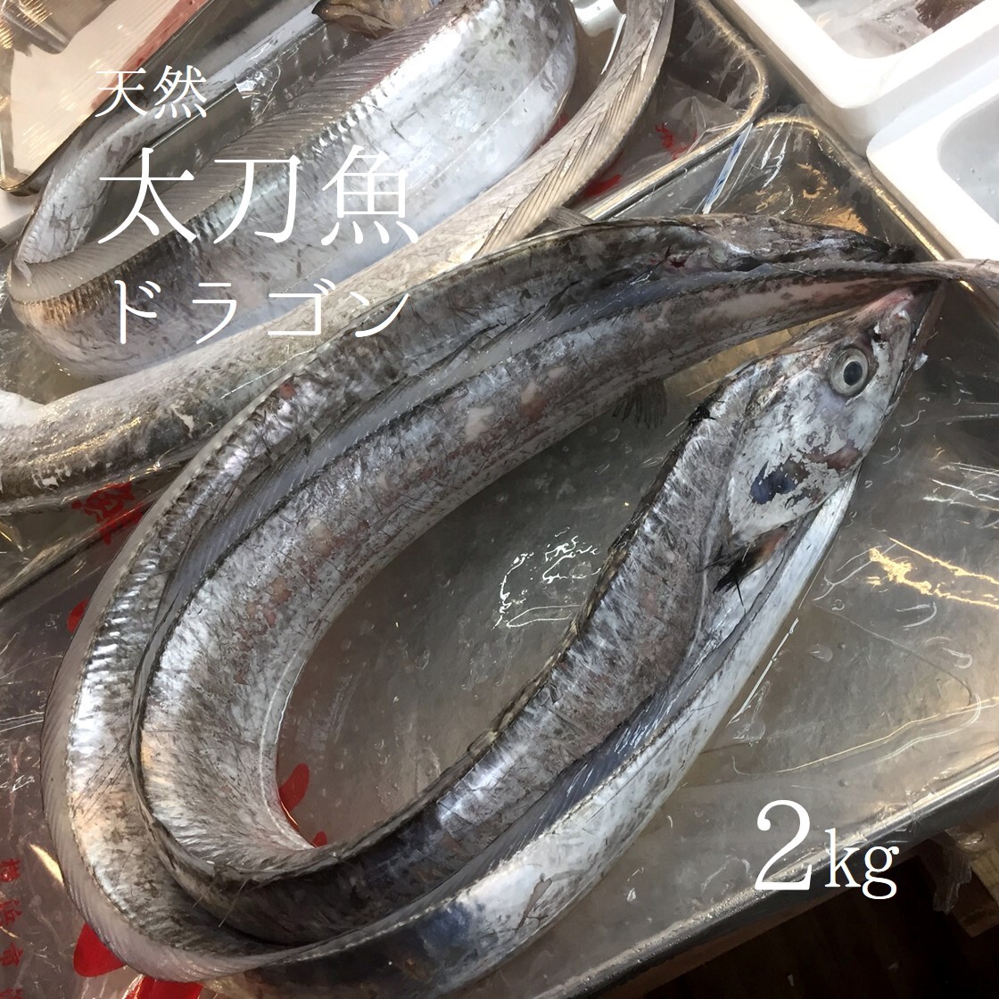 生 天然 太刀魚 特大タチウオ 丸一本 ドラゴン 和歌山 九州産 他 1尾2kgサイズ 太刀魚2k 冷蔵 豊洲直送 Okawari 豊洲直送の高級海産物をお届け