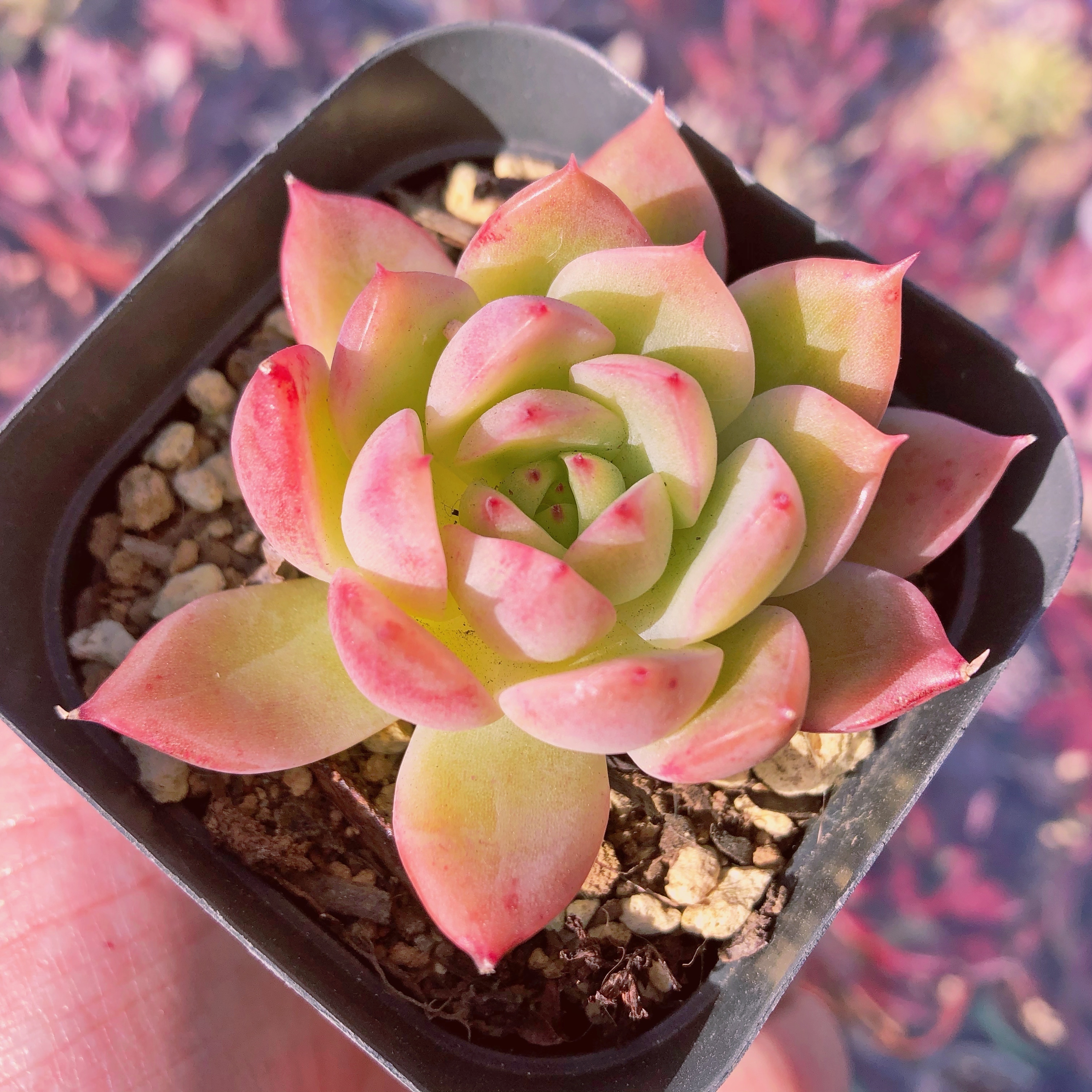 多肉植物 ピンクアンブレラ るる農園 多肉植物専門 水曜より順次発送