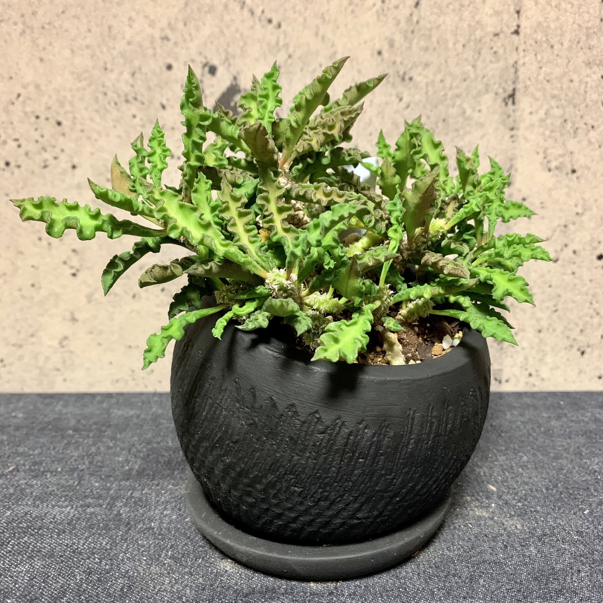 ユーフォルビア デカリー マットブラックポット Planet Plants プラネットプランツ