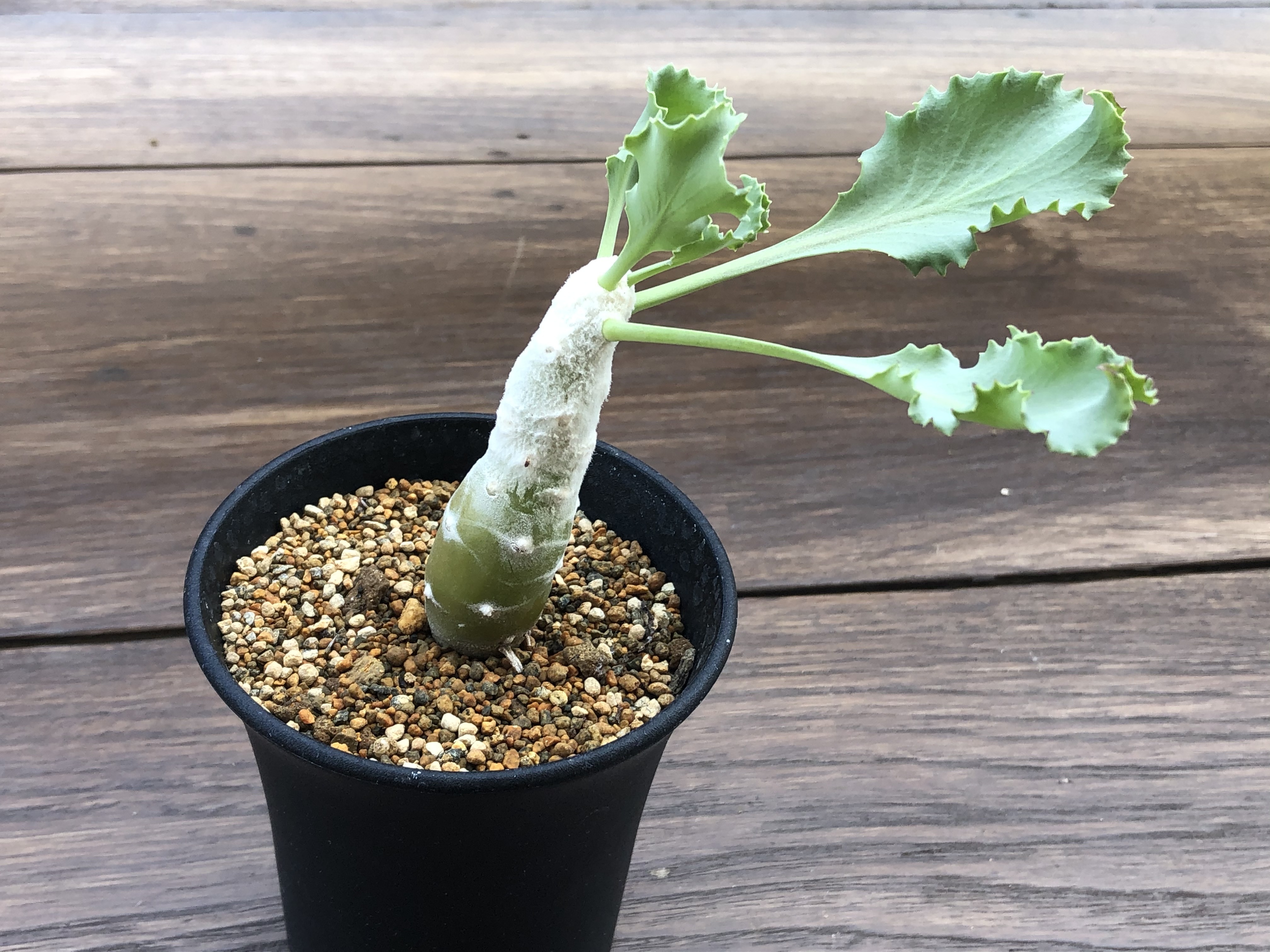 Othonna Cychlophylla オトンナ シクロフィラ 多肉植物 塊茎植物 コーデックス Plants Maru ー 多肉植物 サボテン 園芸グッズのお店 ー