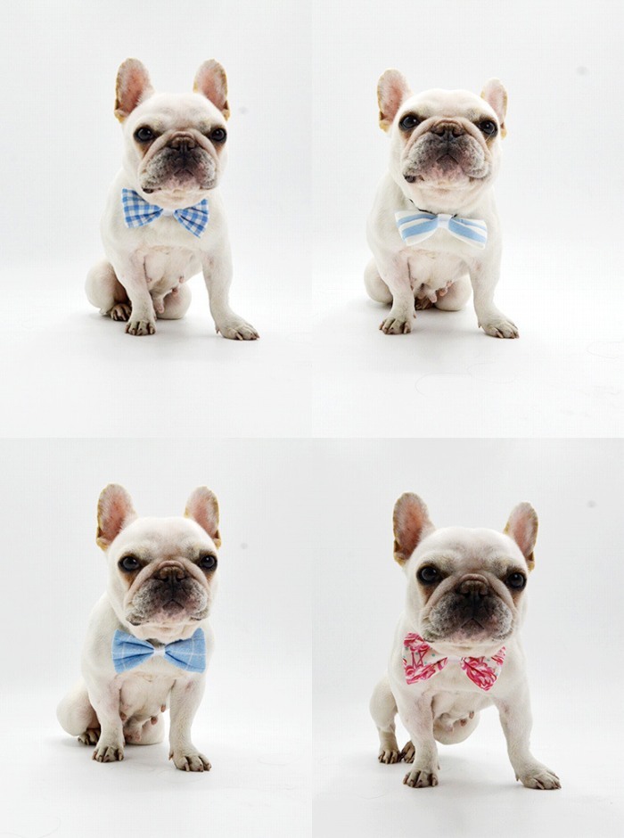 5 Offクーポンコード 0721summer Km528g犬 蝶ネクタイ フレンチブルドック リボン 首輪 かわいい 猫 インスタ映え チョーカー パーティー 結婚式 正装 春 春用 おすすめ ペット用品 誕生日 ギフト プレゼント 男の子 女の子 可愛い ペットグッズ イベント おしゃれ