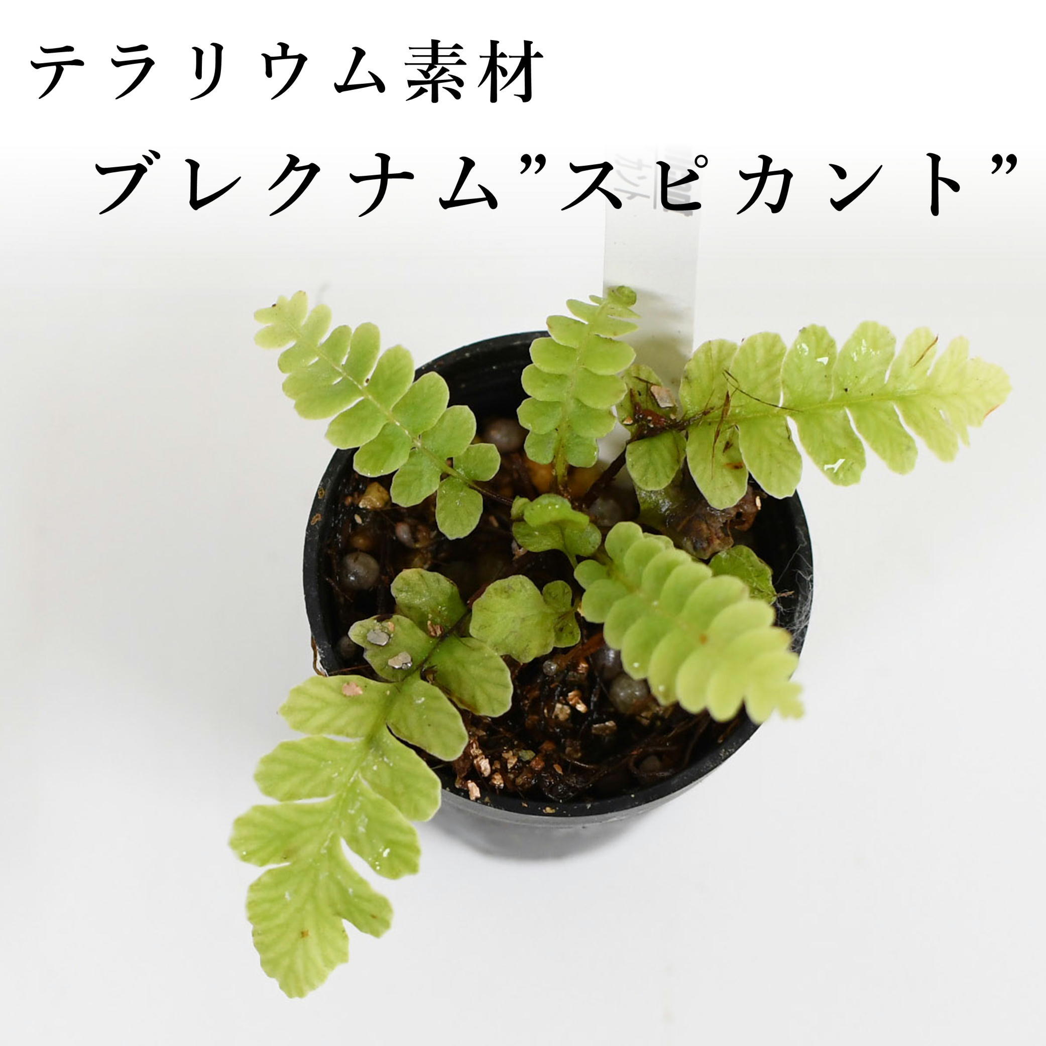 ブレクナム スピカント シダ植物 苔テラリウム作製用素材 苔テラリウム専門ショップ道草