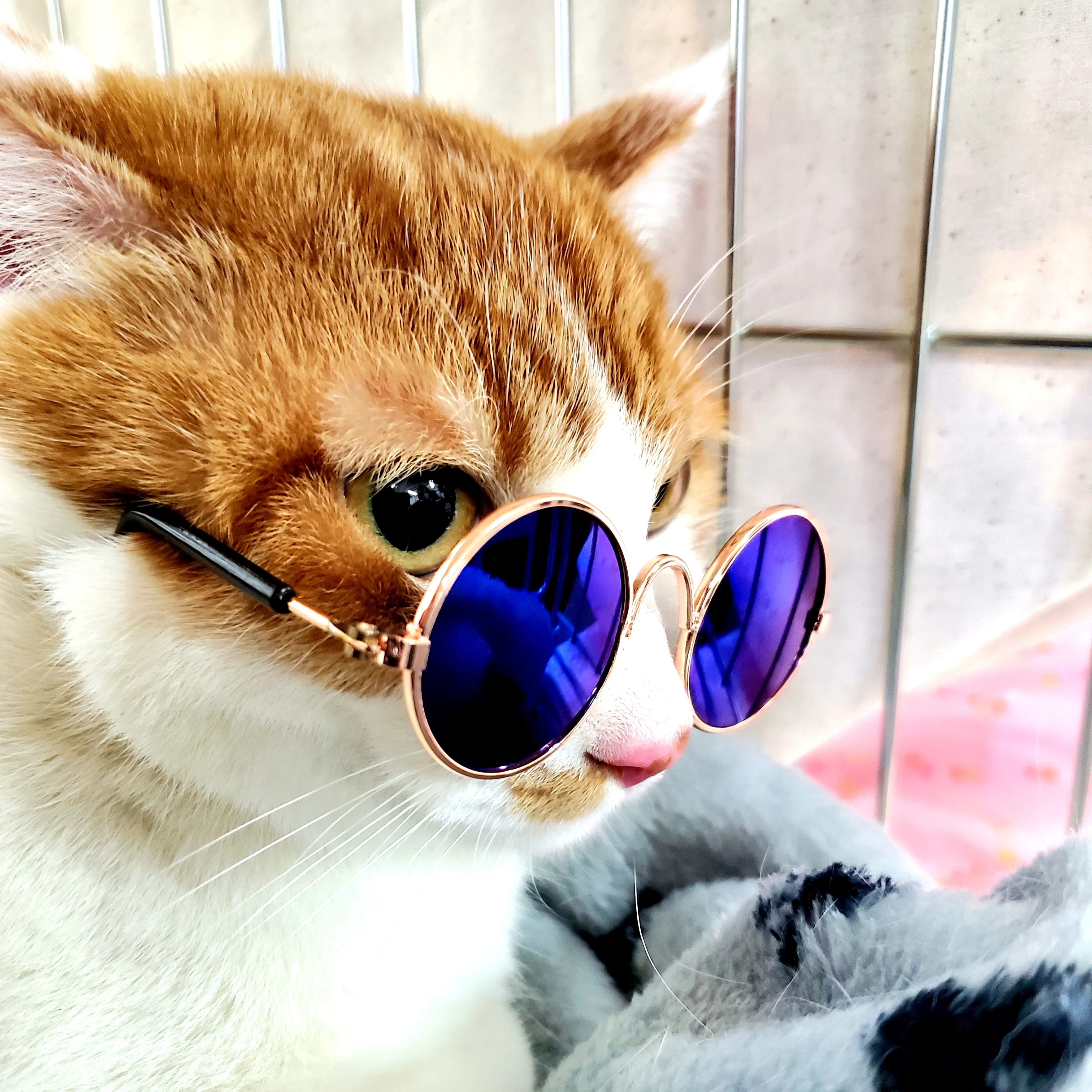 猫 小型犬 ドール用ミニチュアサングラス 即納 百猫堂 Momonekodo