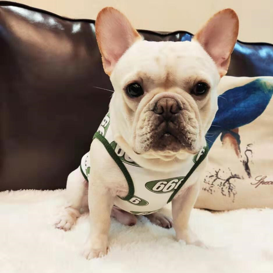 Km199tフレブル タンクトップ フレンチブルドック 犬服 ドックウェア Dearkm フレンチブルドック孔明