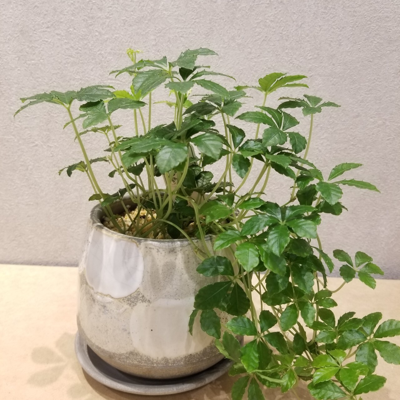 一点もの シッサス シュガーバイン 観葉植物 つる性おすすめ シュガーバイン陶器 植物初心者 フラワーギフト専門店 Conoka Online Shop お花や観葉植物で記念日を彩る