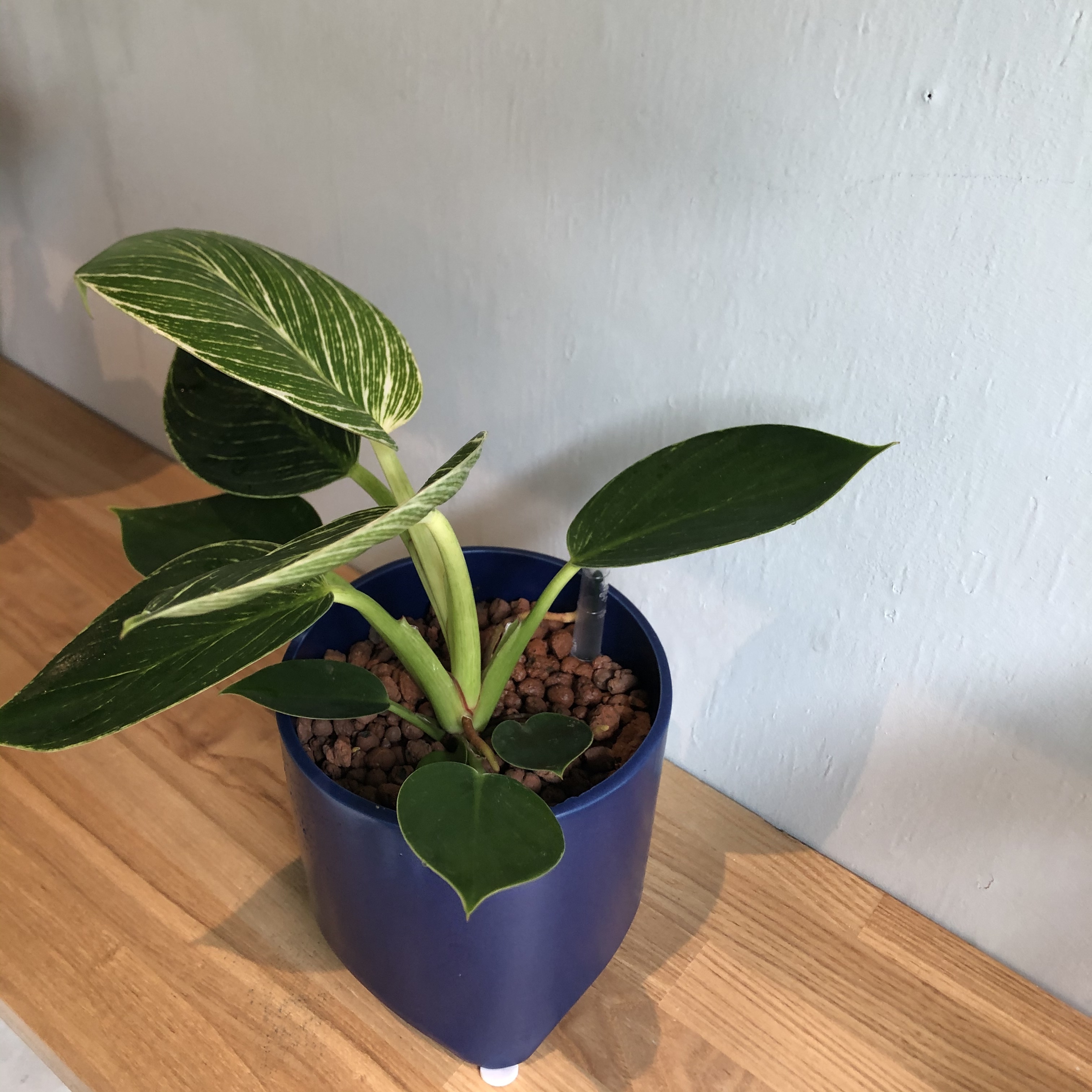 フィロデンドロン バーキン 陶器鉢 Hydroculture 水耕栽培 Addgreen