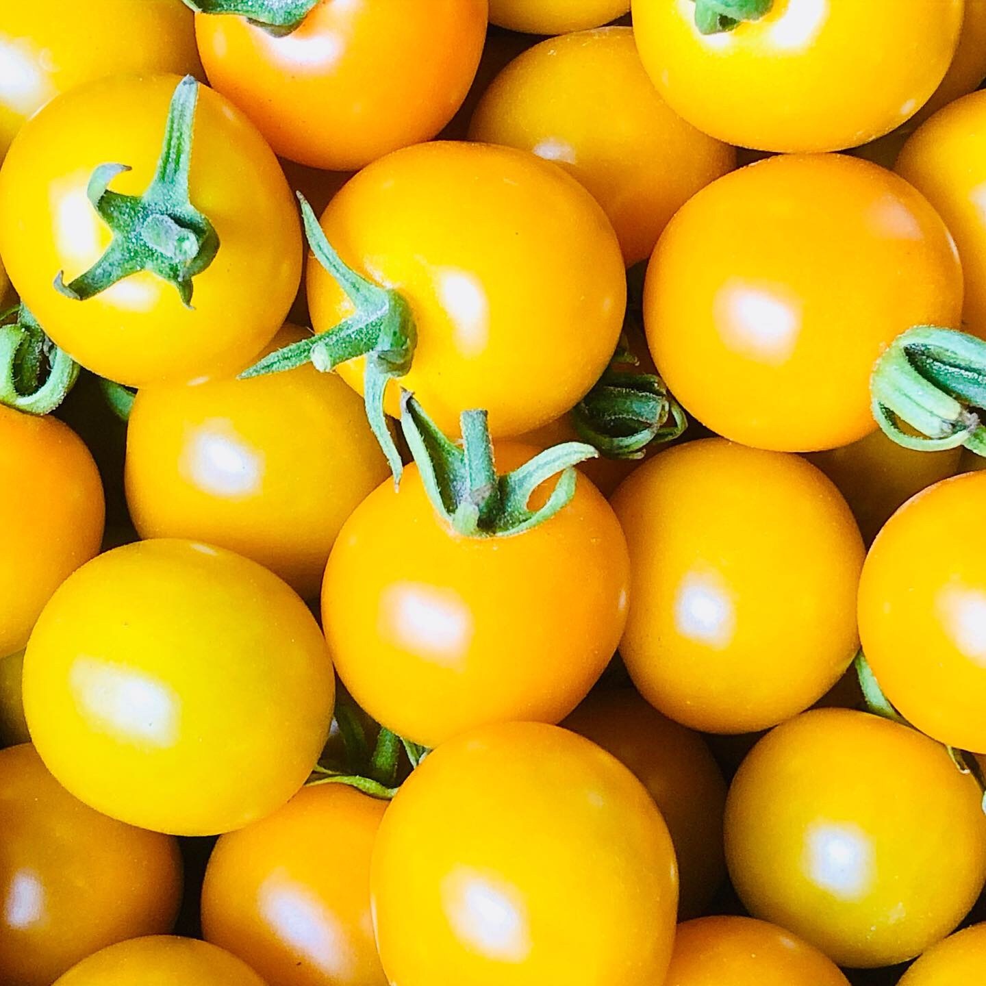 ミニトマトの苗 8株 Cf千果 オレンジ千果 小さな農園 イトナミ