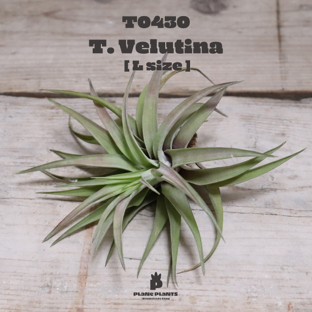 送料無料 ベルティナ L エアプランツ 現品発送t0430 Plane Plants