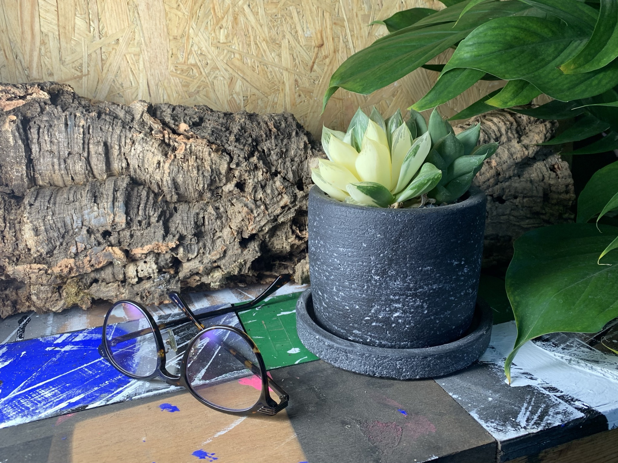 ハオルチア宝草錦 Green Trust Online Store