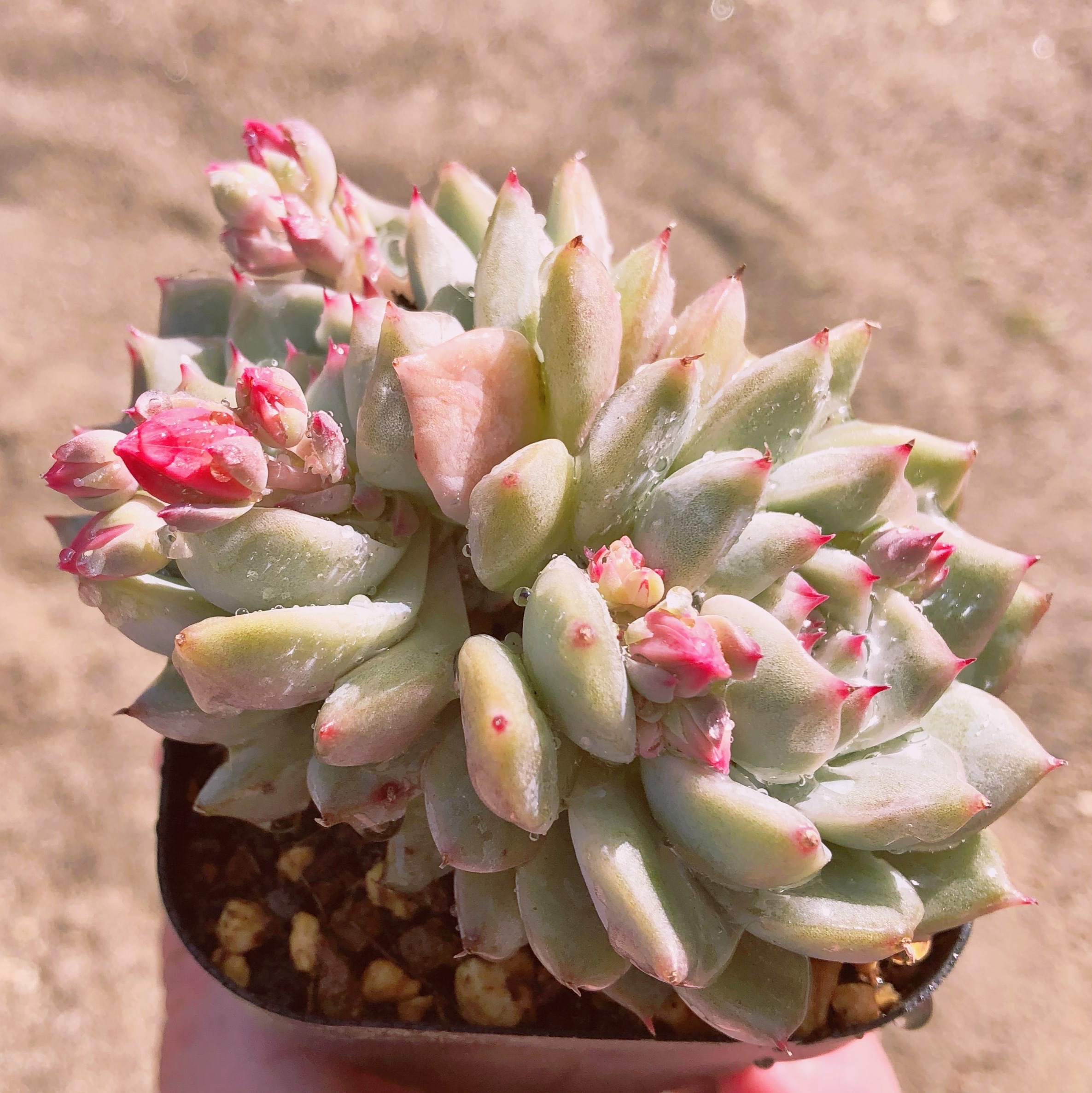 多肉植物 ピンクティッピー 群生 るる農園 多肉植物専門