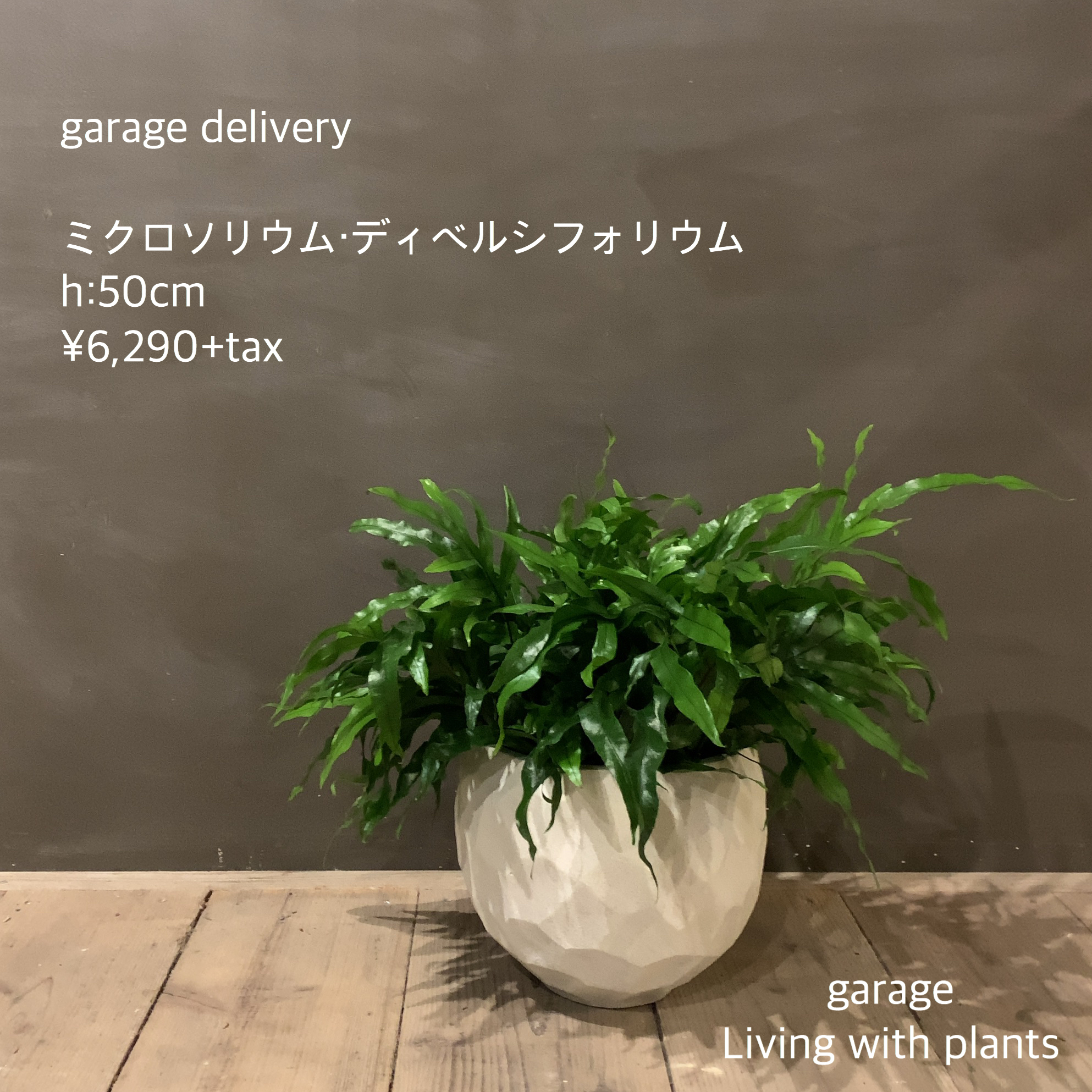 観葉植物 ミクロソリウム ディベルシフォリウム Set Garage Nagoya