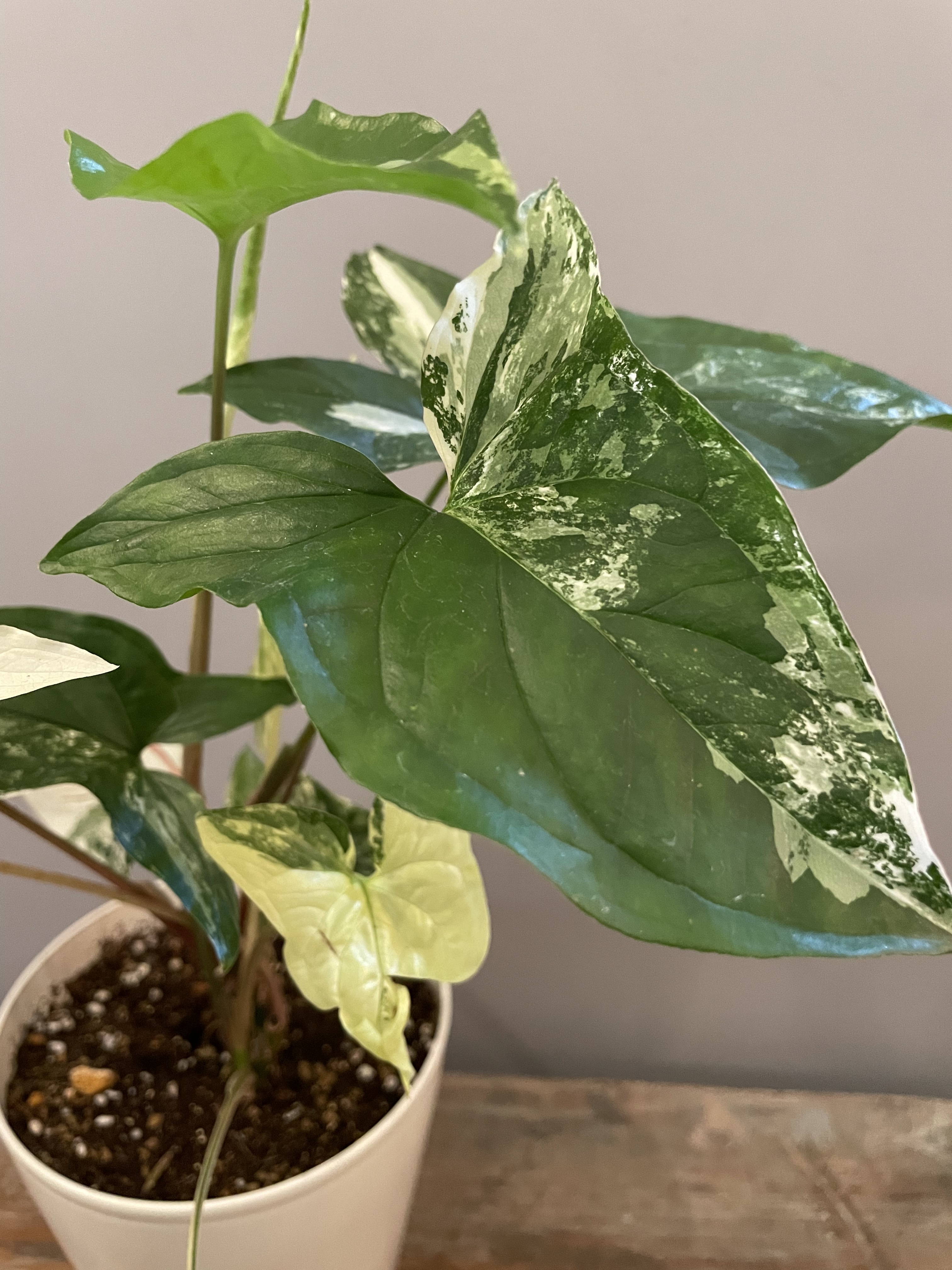 新品本物 Syngonium French Marbleシンゴニウムフレンチマーブル ランキング入賞商品 Www Yourazlawyer Com