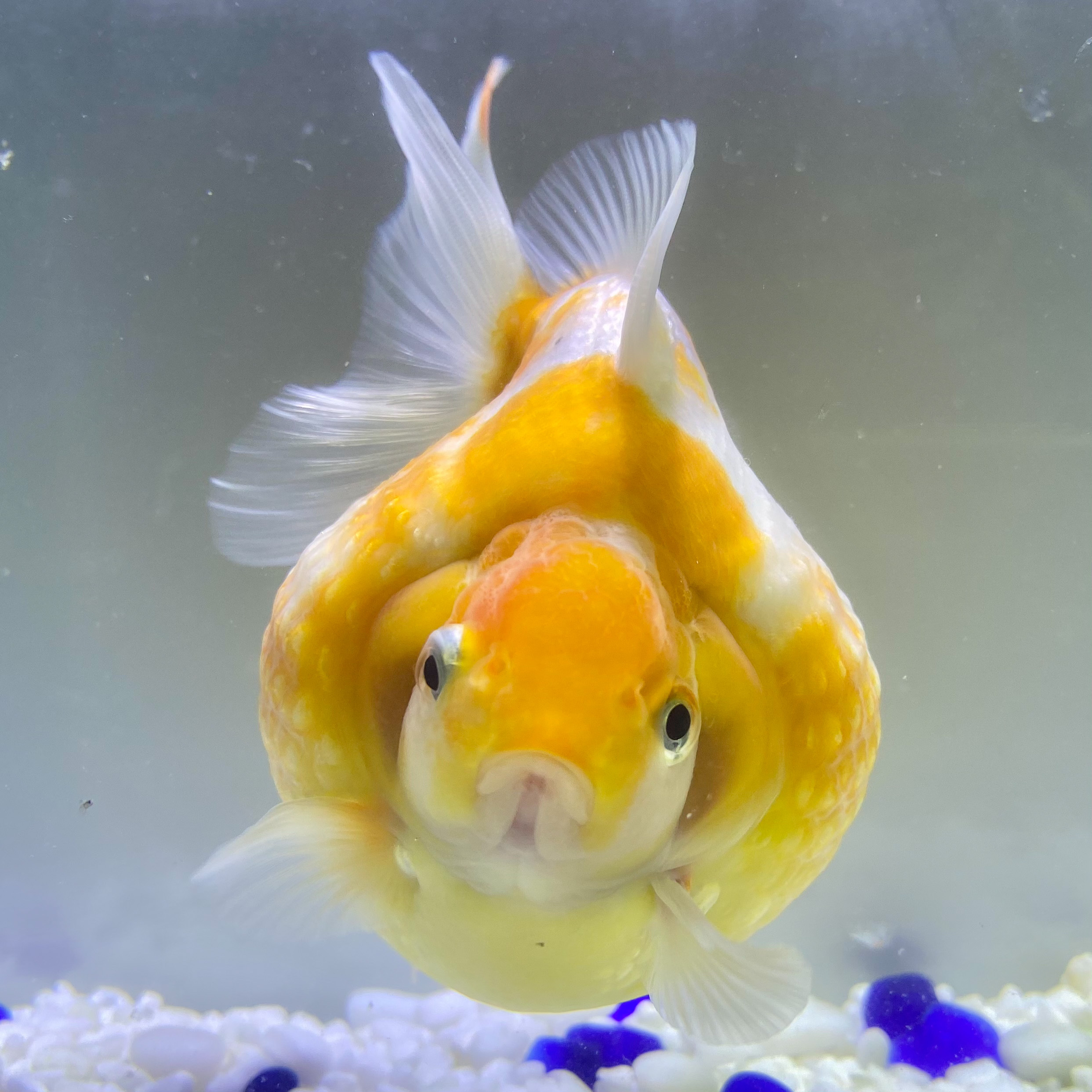 メーカー包装済 国産 金魚 当店産 17年11月 12月産まれ 国産 ピンポンパール 5匹 ミルク柄 選びなし まんまる 金魚 生体 丸い まるい 癒し きんぎょ ピンポン ぴんぽん かわいい金魚 6 7センチ前後 送料込 Inalta Com Pe