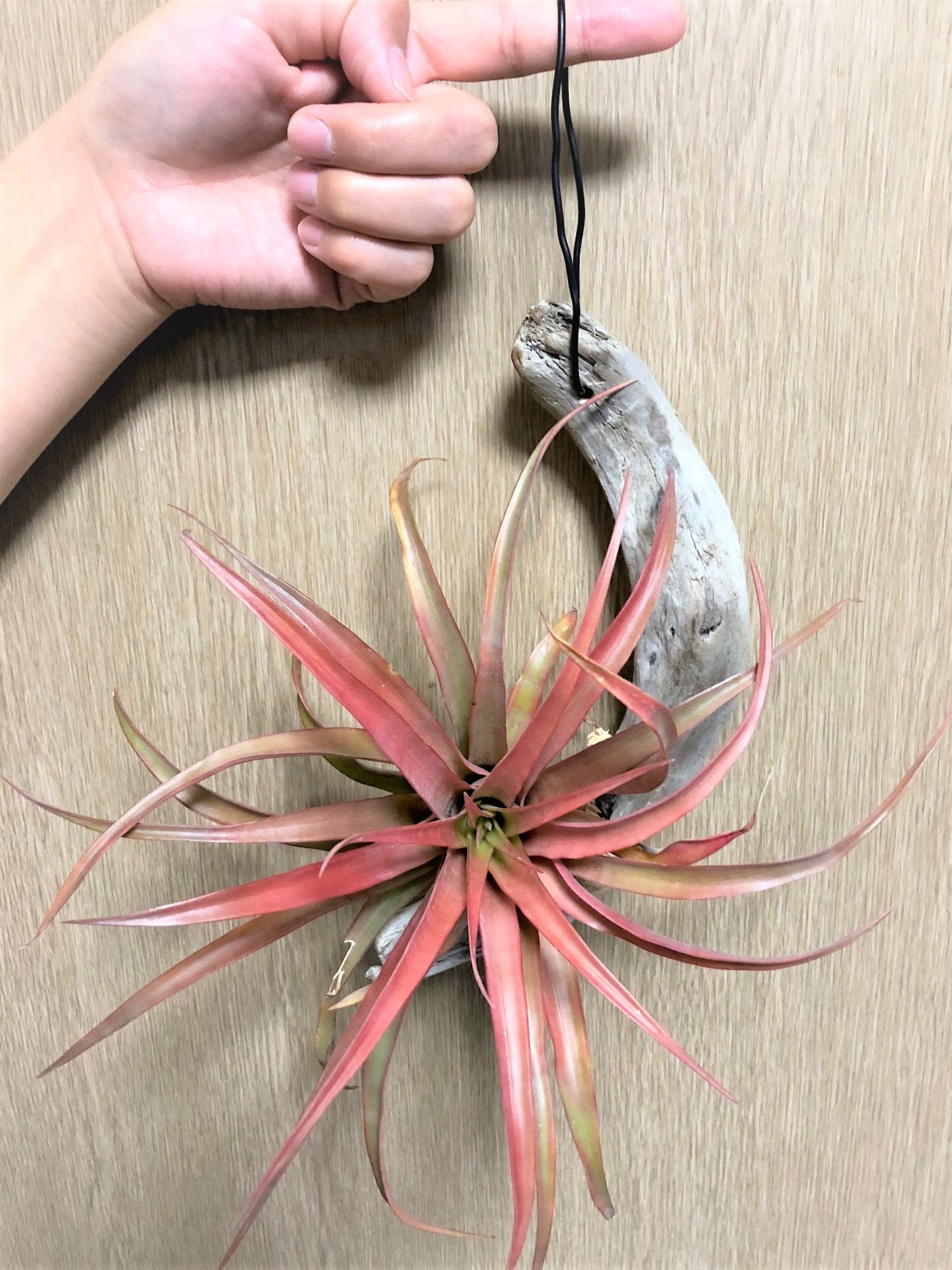Tillandsia Capitata Red チランジア カピタータレッド 流木付け Plants Maru ー 多肉植物 サボテン 園芸グッズのお店 ー Tillandsia Capitata Red チランジア カピタータレッド 流木付け Plants Maru ー 多肉植物 サボテン 園芸グッズのお店 ー