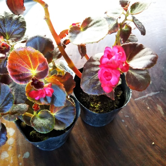 黒葉八重咲きベゴニア10 5cmポット苗 Hanazukin 花ずきん 農家直送の花苗 シンビジュームの花束