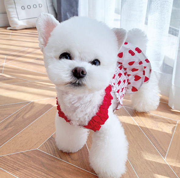 人気急上昇 ハートワンピース 赤色専用ページ 犬 服 Candydogg