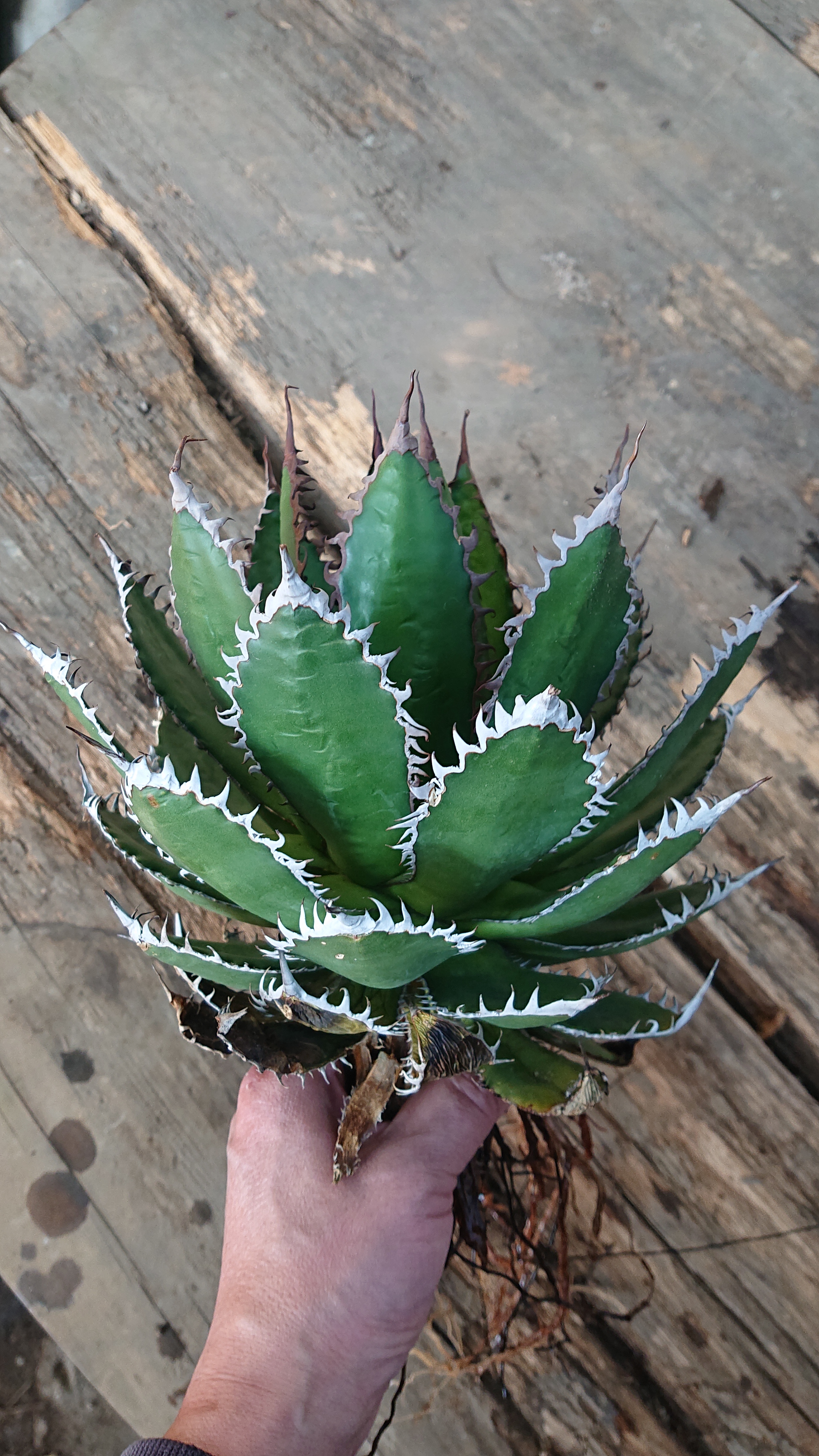 No 1 アガベ ホリダ Agave Horrida 発根済 多肉植物ハオルチア アガベ サンスべリアの店mellowgarden