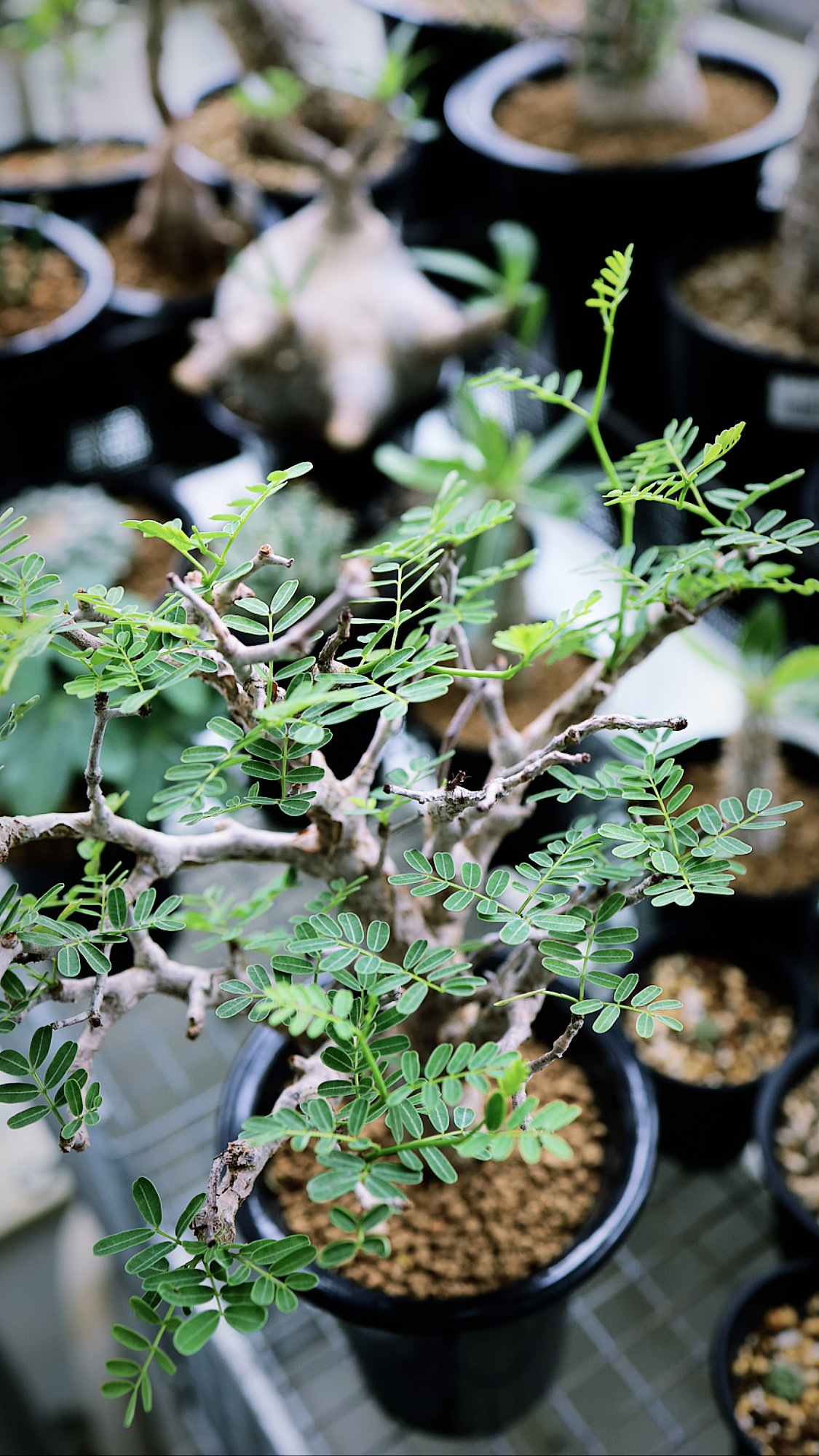 センナ メリディオナリス Senna Meridionalis Savvy Plants
