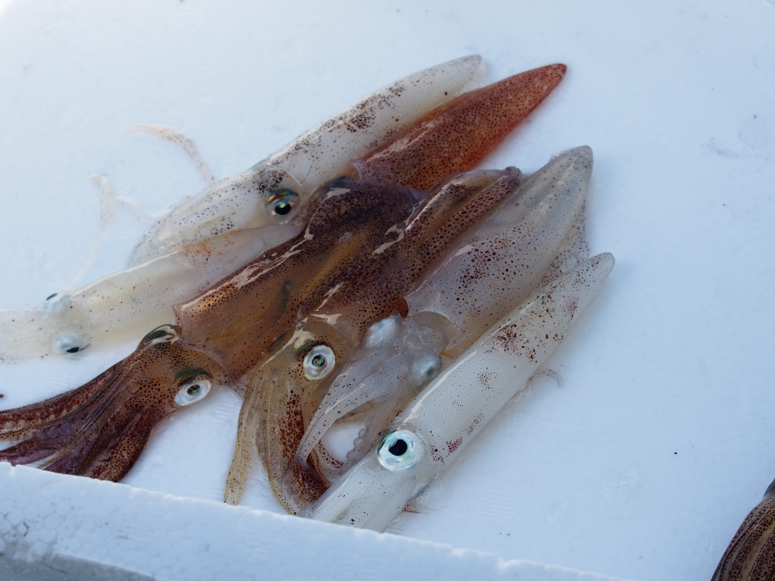 今が旬 子持ちのベイカはイカが 500g程度 送料別 華丸 鮮魚販売