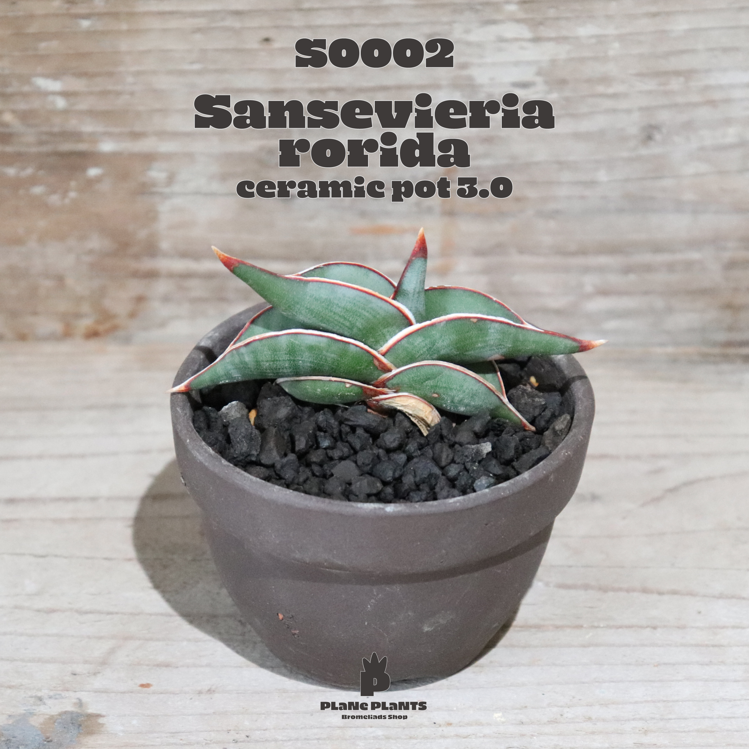 送料無料 Sansevieria Rorida ロリダ サンスベリア 現品発送s0002 Plane Plants